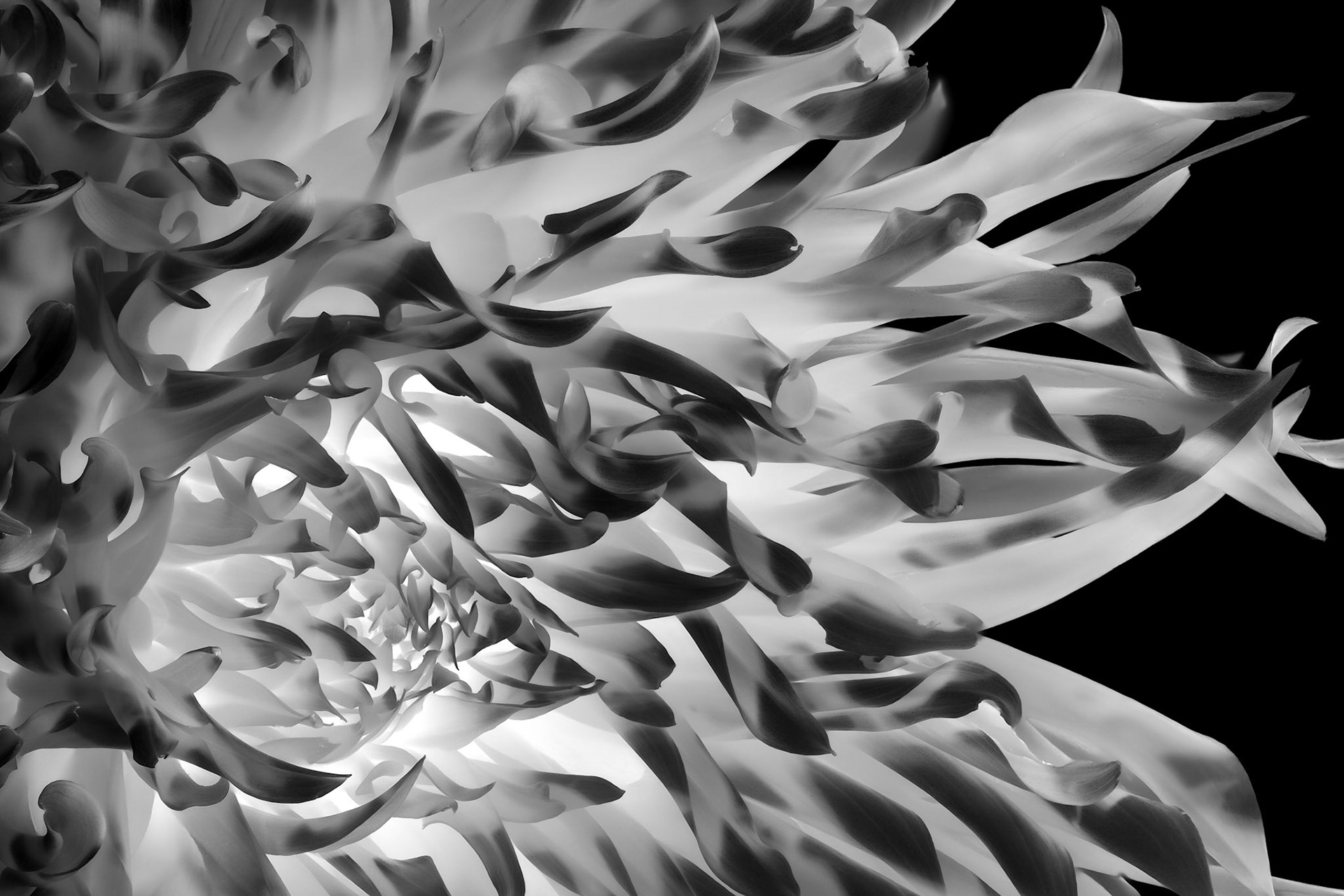 Forged in Fire | Garden Dahlia (Dahlia pinnata)