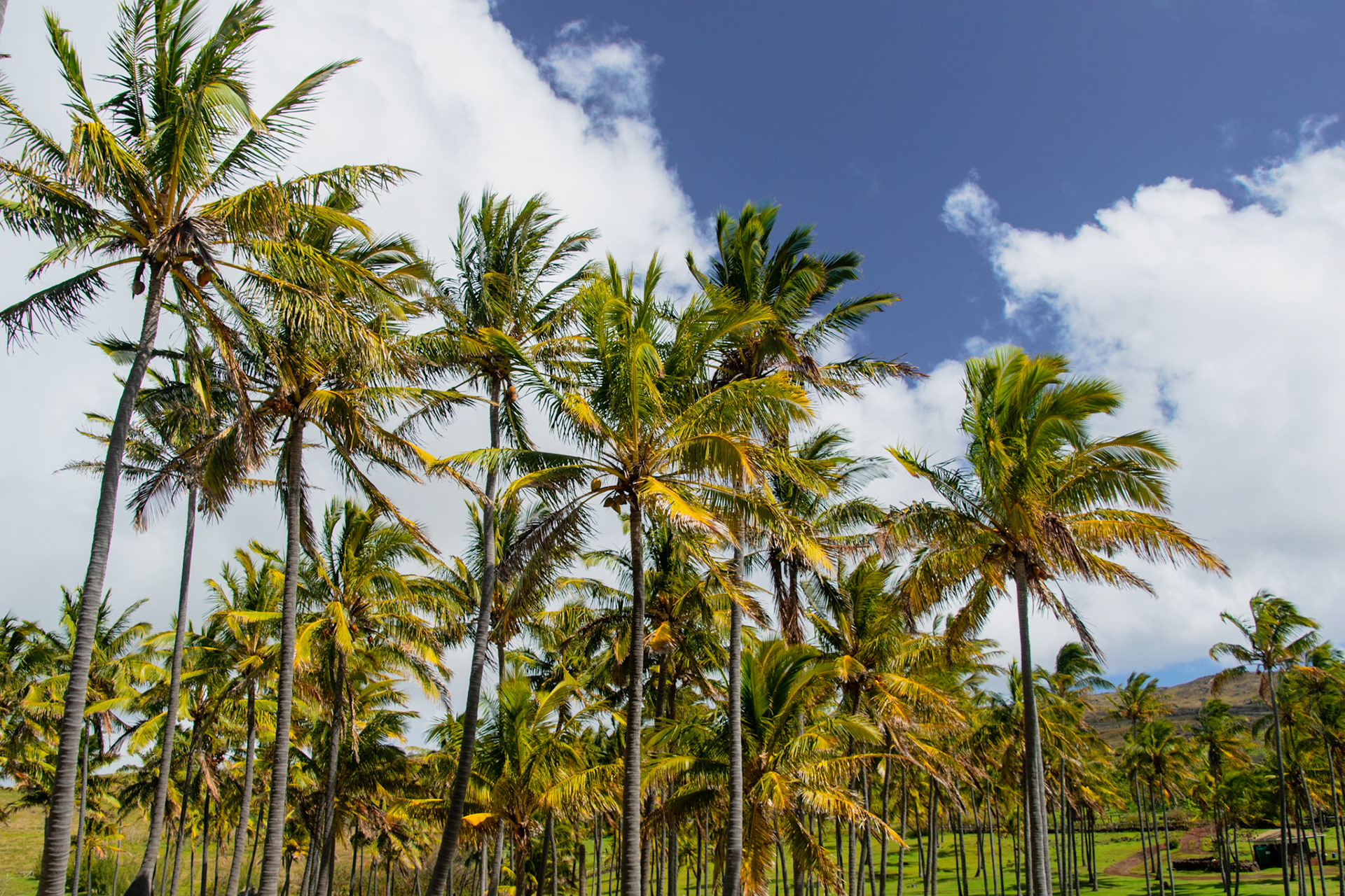 Anakena Beach