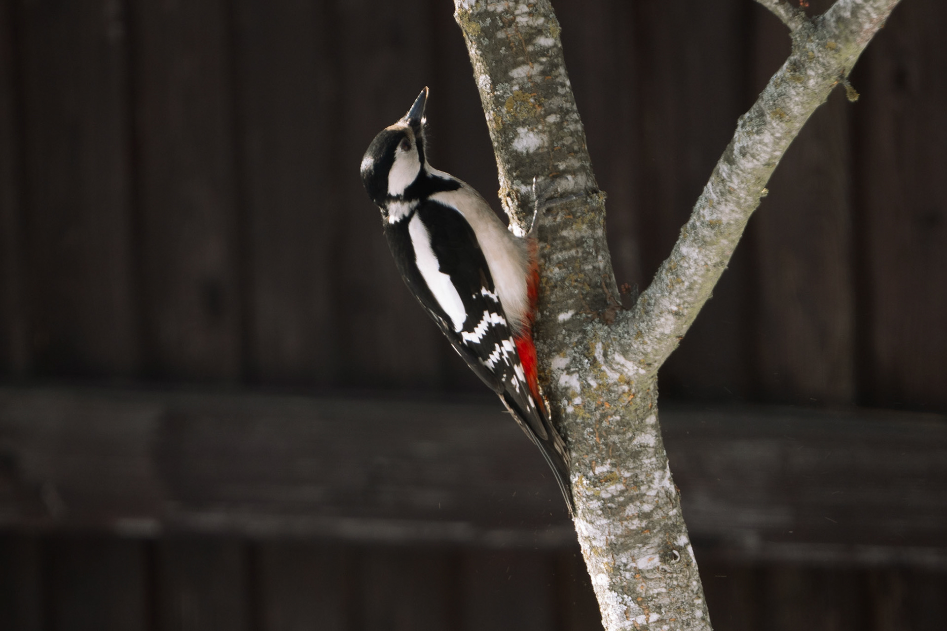 Great spotted woodpecker sitting on a tree