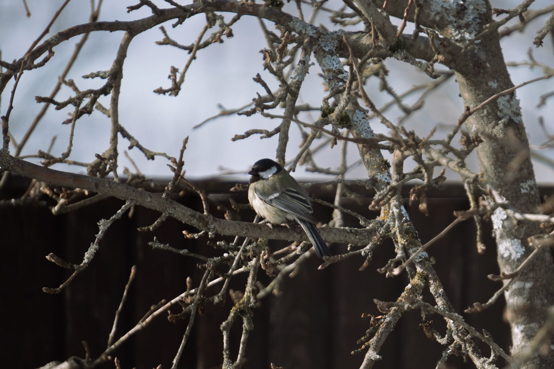 a vibrant Great tit perched on a branch showcasing its striking plumage