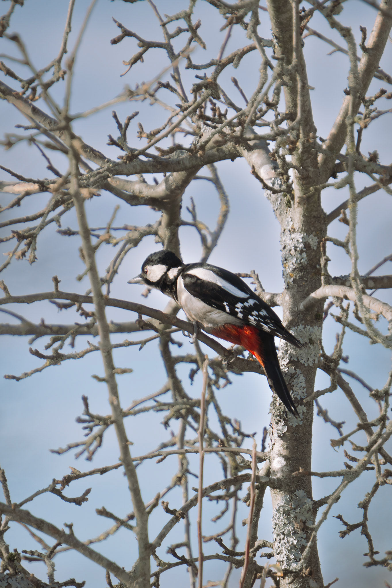 a great stopped woodpecker displaying its distinctive black and white plumage, accented by a splash of bright red spot