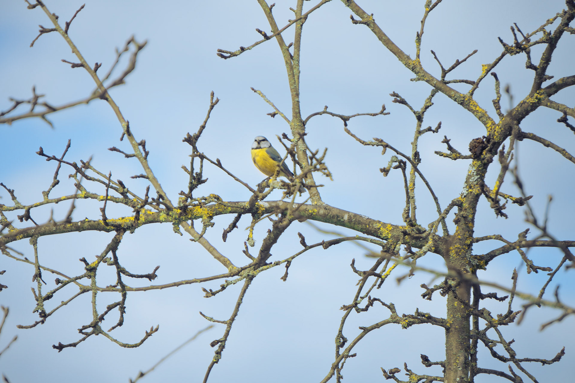 bird sitting on a tree