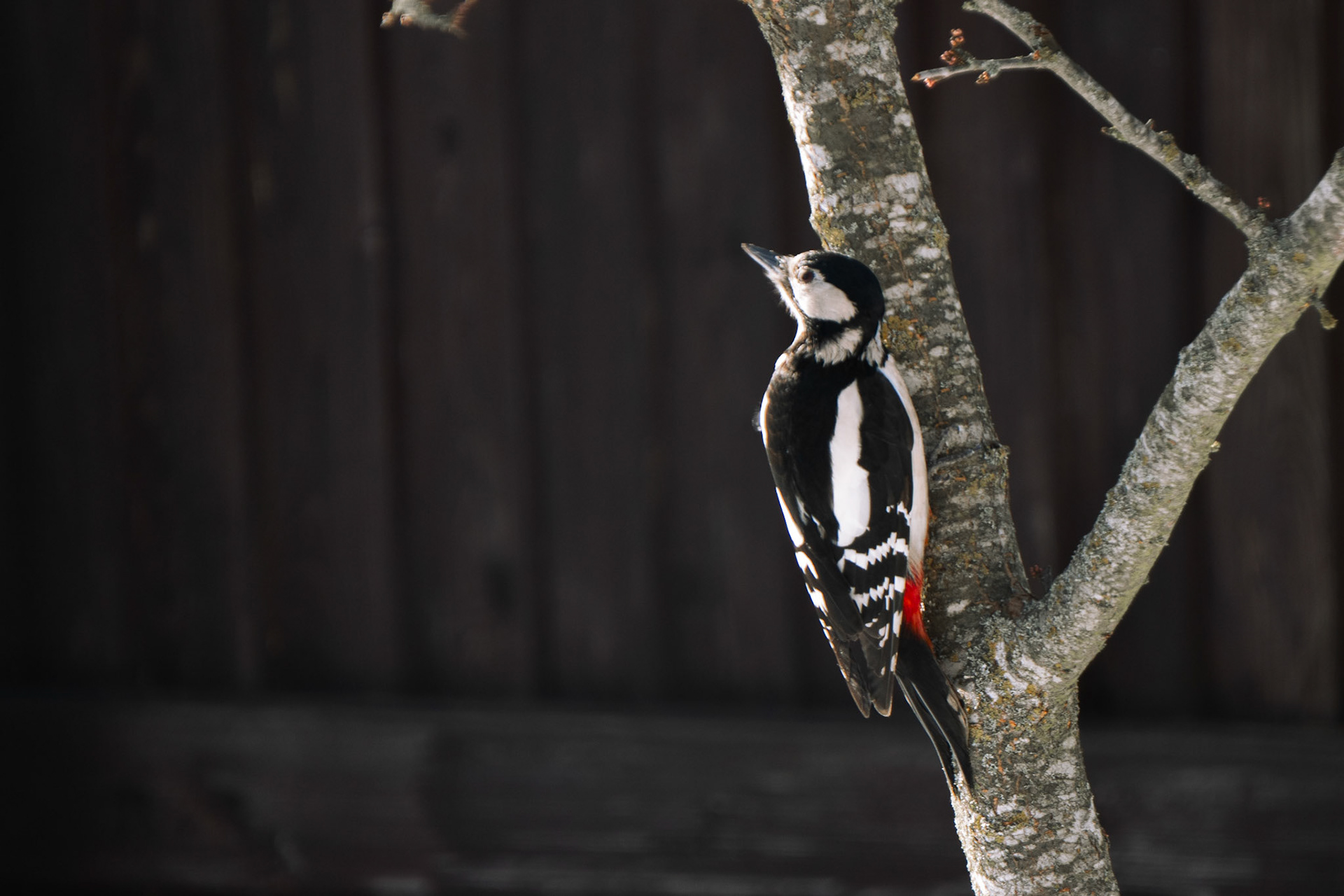 Great spotted woodpecker sitting on a tree