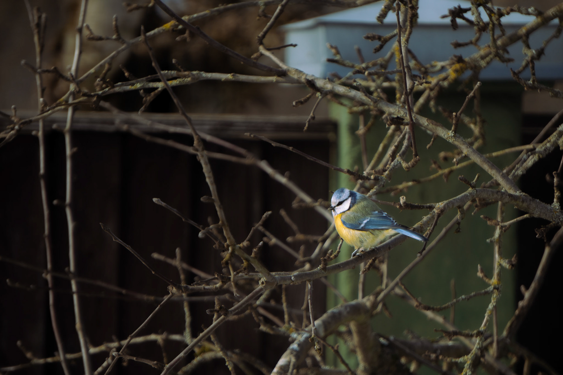 small bird sitting on a tree at winter