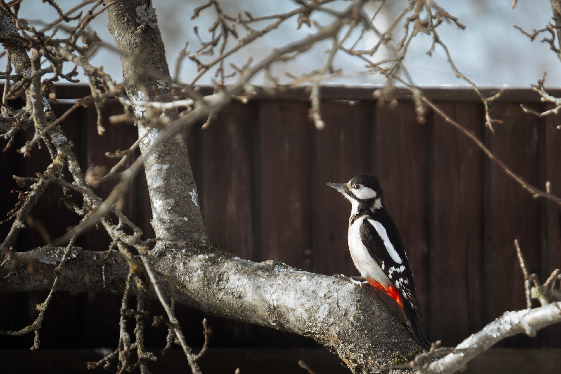 beautiful great spotted woodpecker sitting on a apple tree