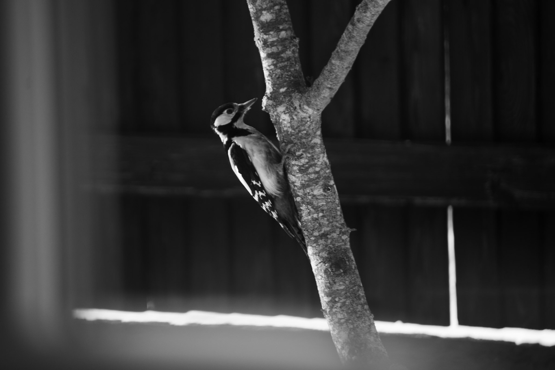 Great spotted woodpecker 