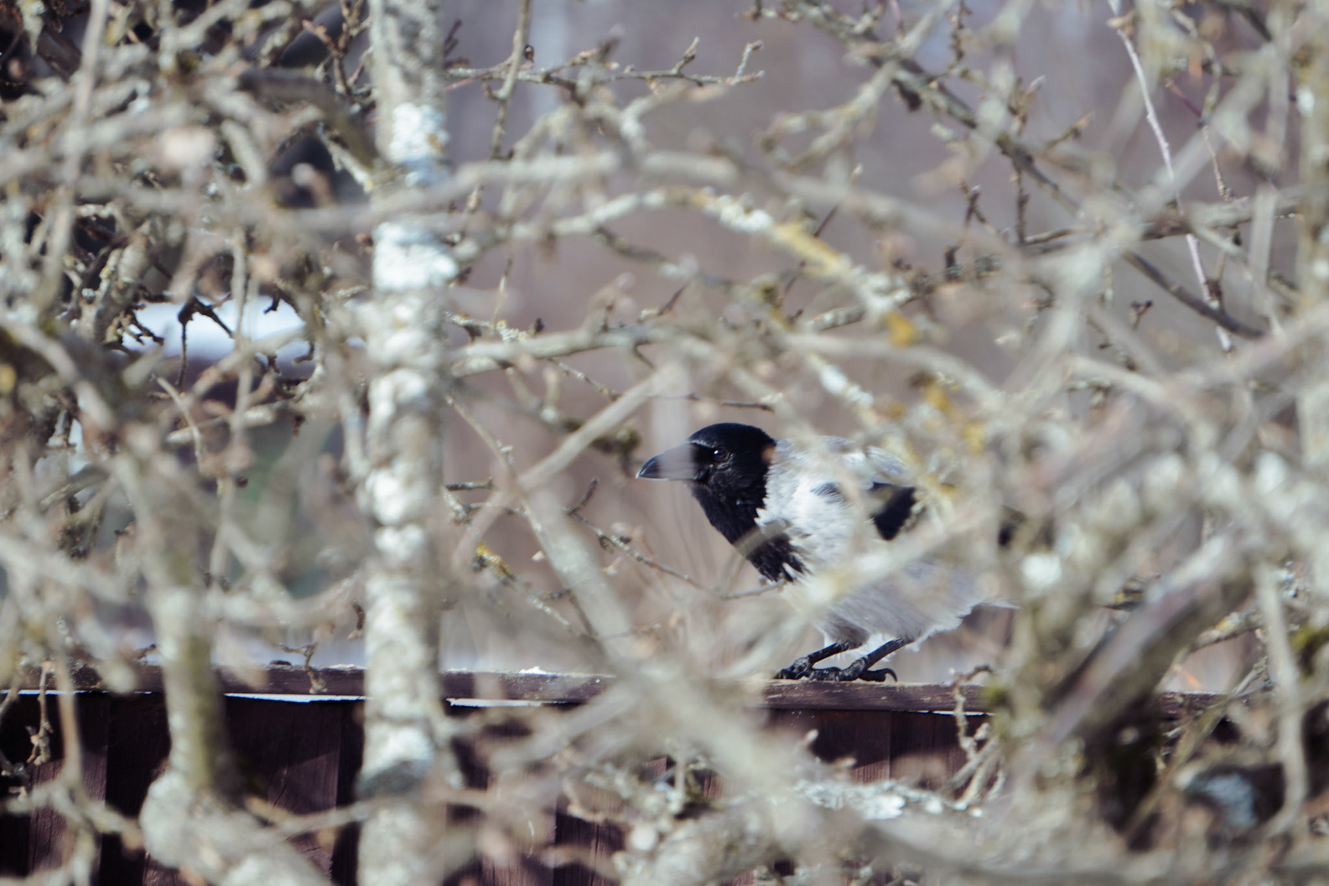 hooded crow sitting on the fence and watching the bird feeder