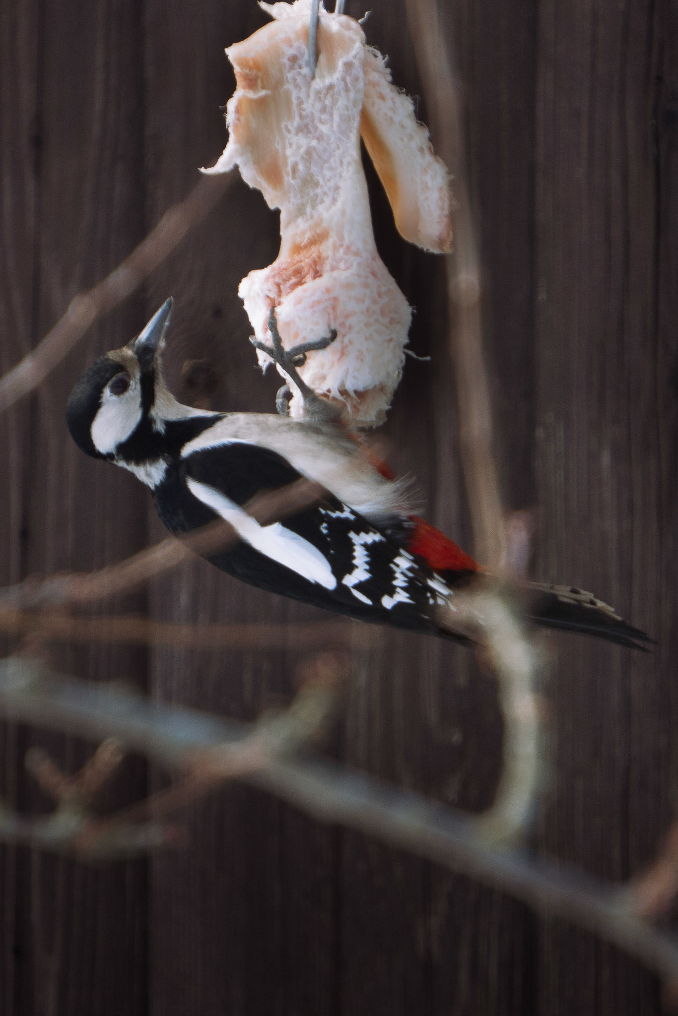 Great spotted woodpeckerGreat spotted woodpecker eating lard from bird feeding place while hanging upside-down