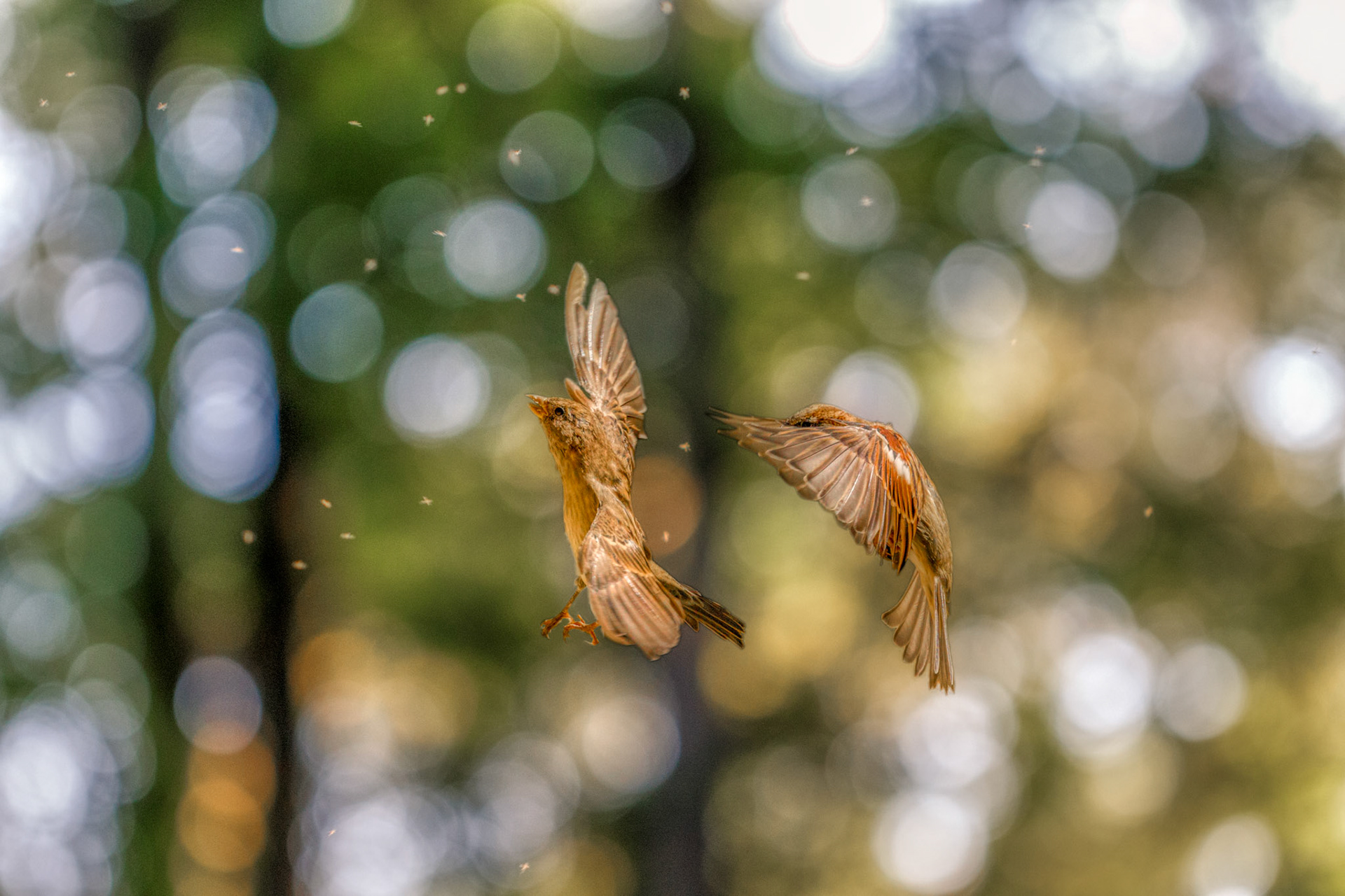Pas de Deux. Sparrow Lake. Corps de ballet - Gnats of Dunkerhook.
