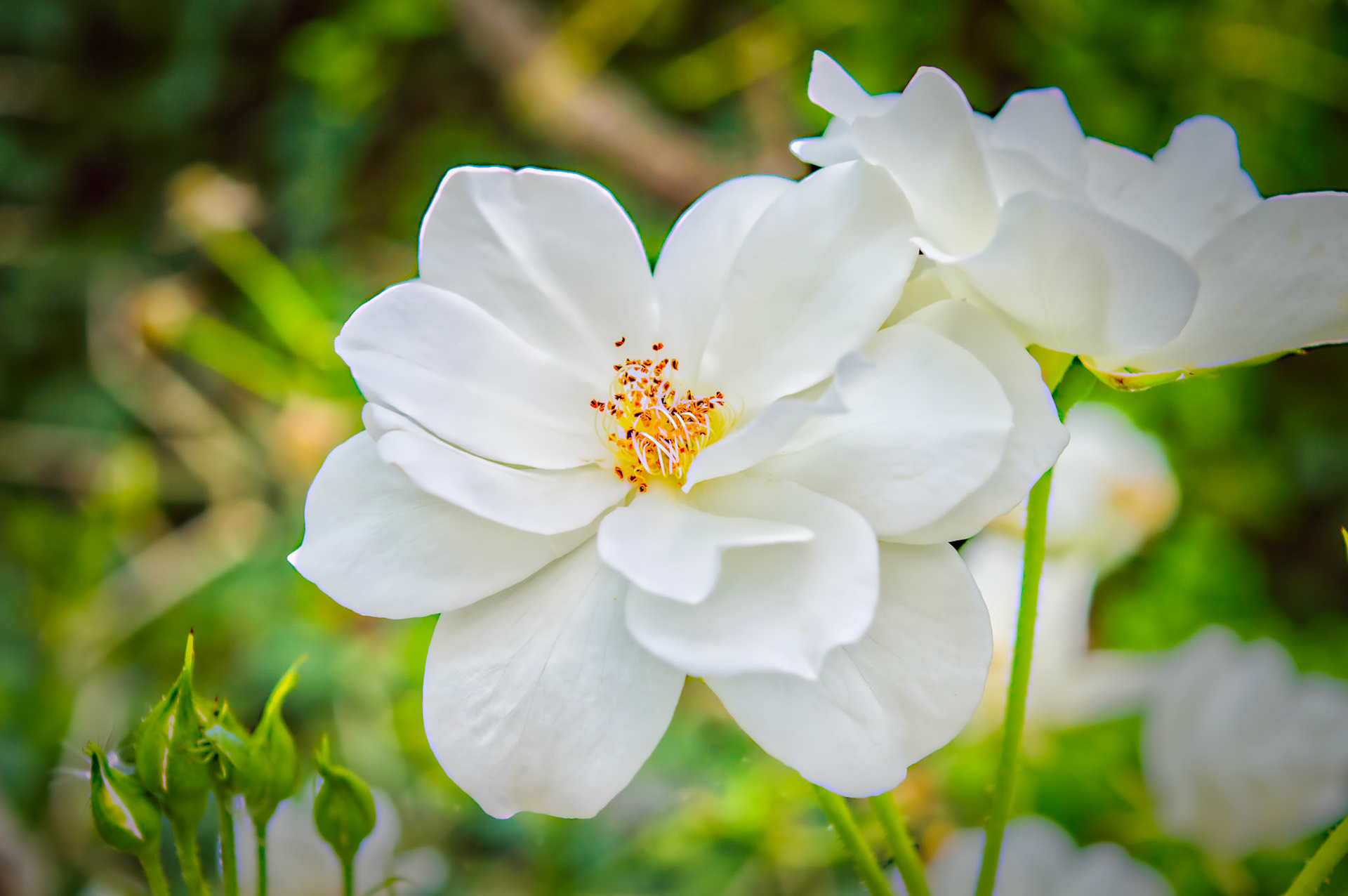 weisse Blüte