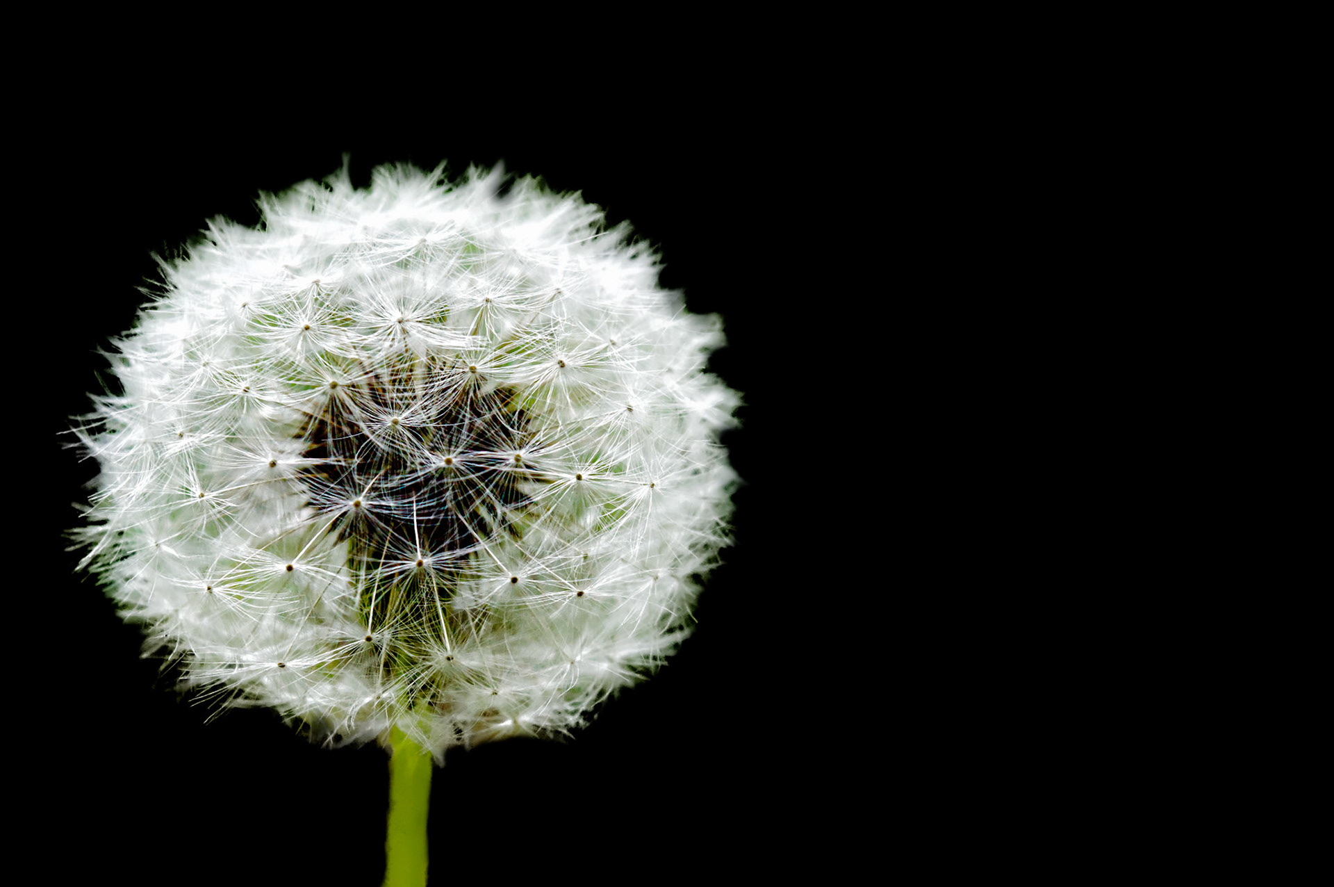 Pusteblume