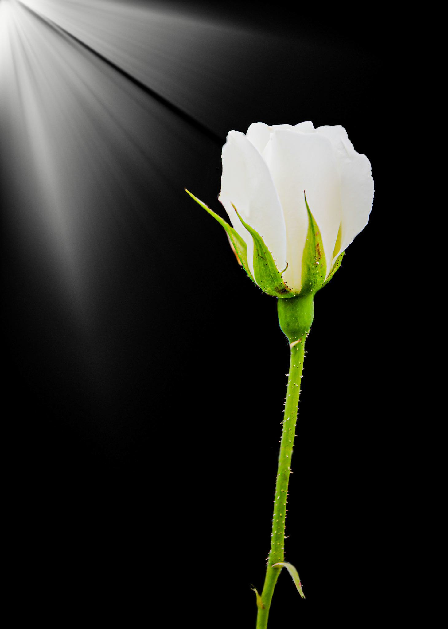 kleine Rose freigestellt