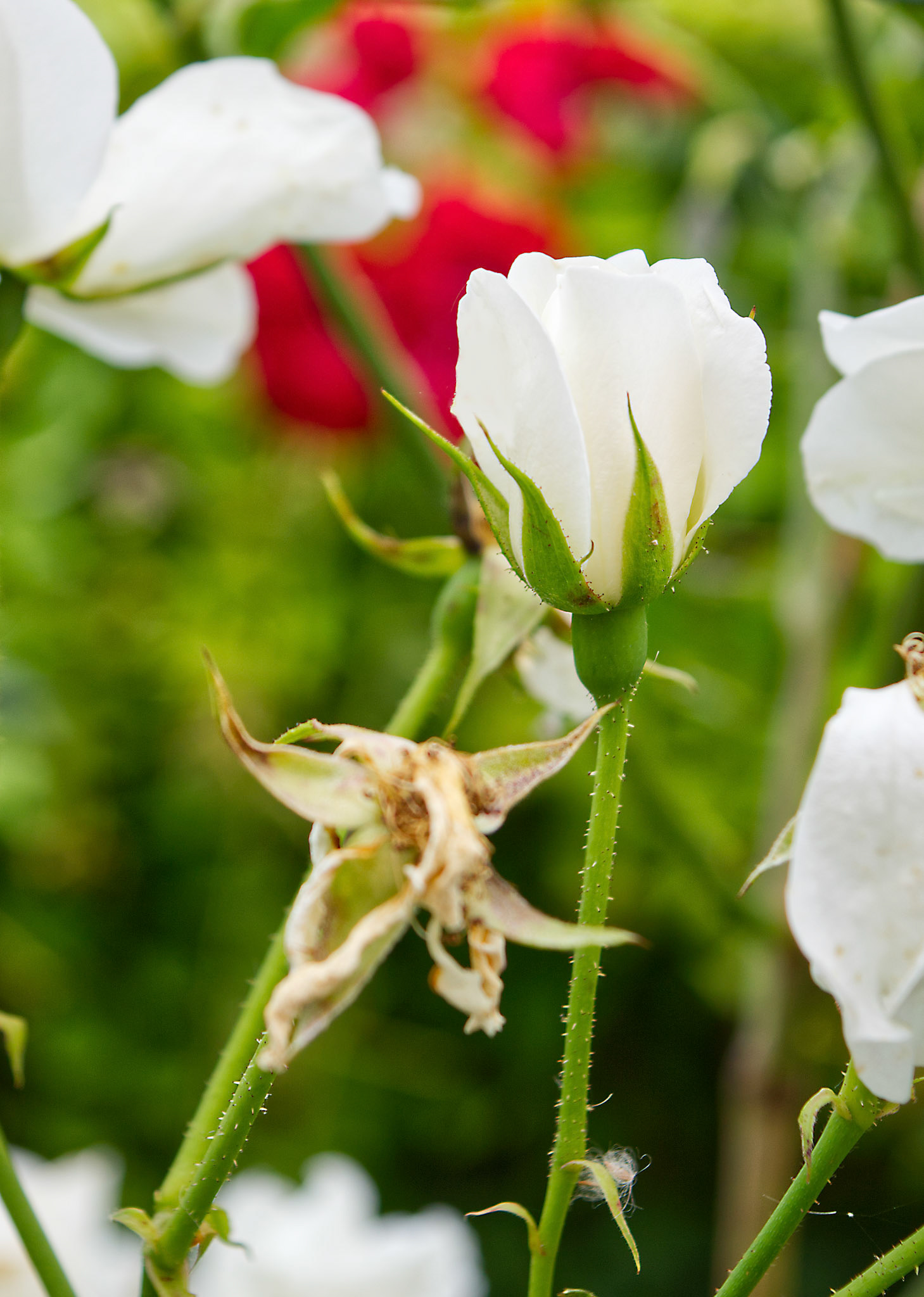 kleine Rose