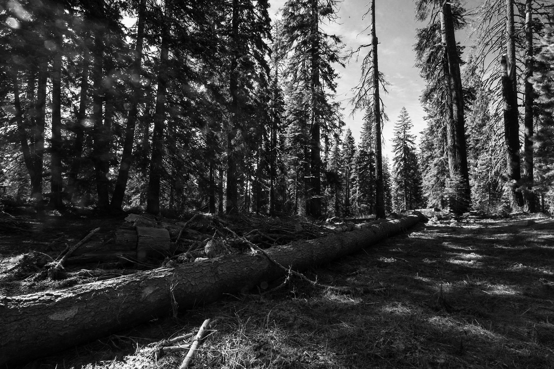 Val Cortez Photography - Sequoia National Forest