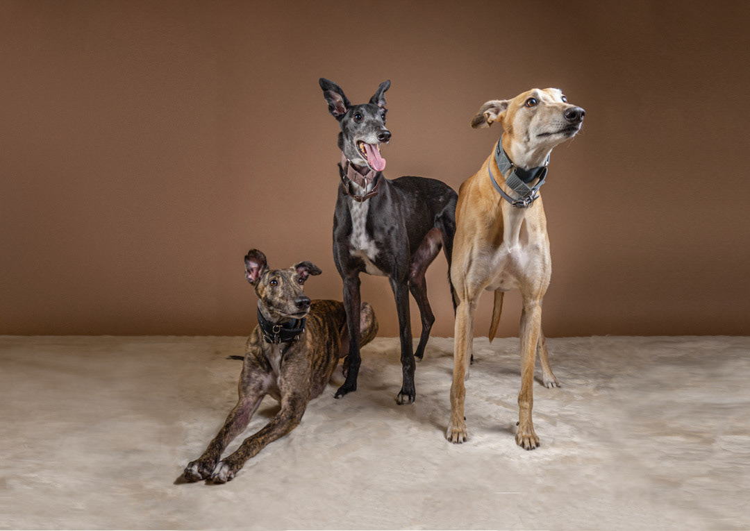 Juniper, Gin, Ginnie