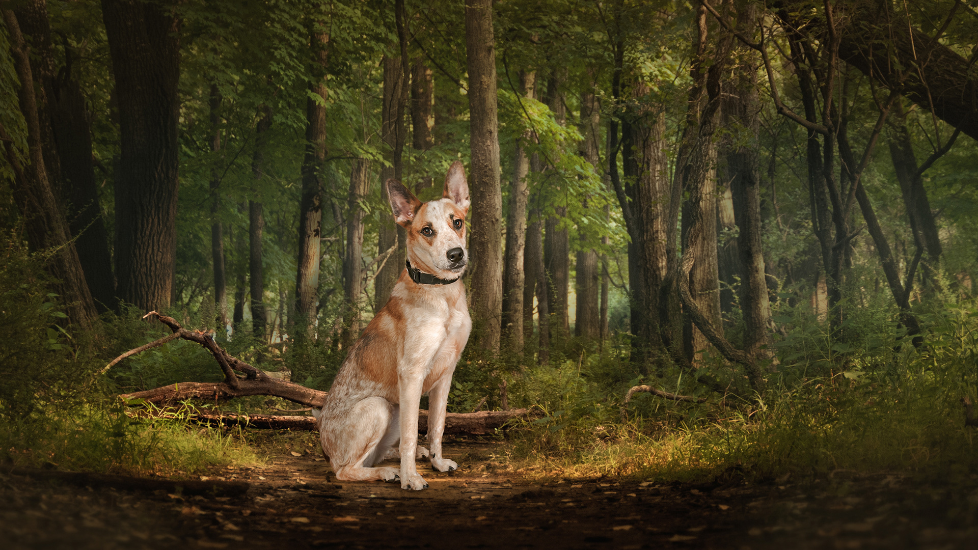 Outdoor dog photography sessions by Carla Scornavacco in Chicago, IL