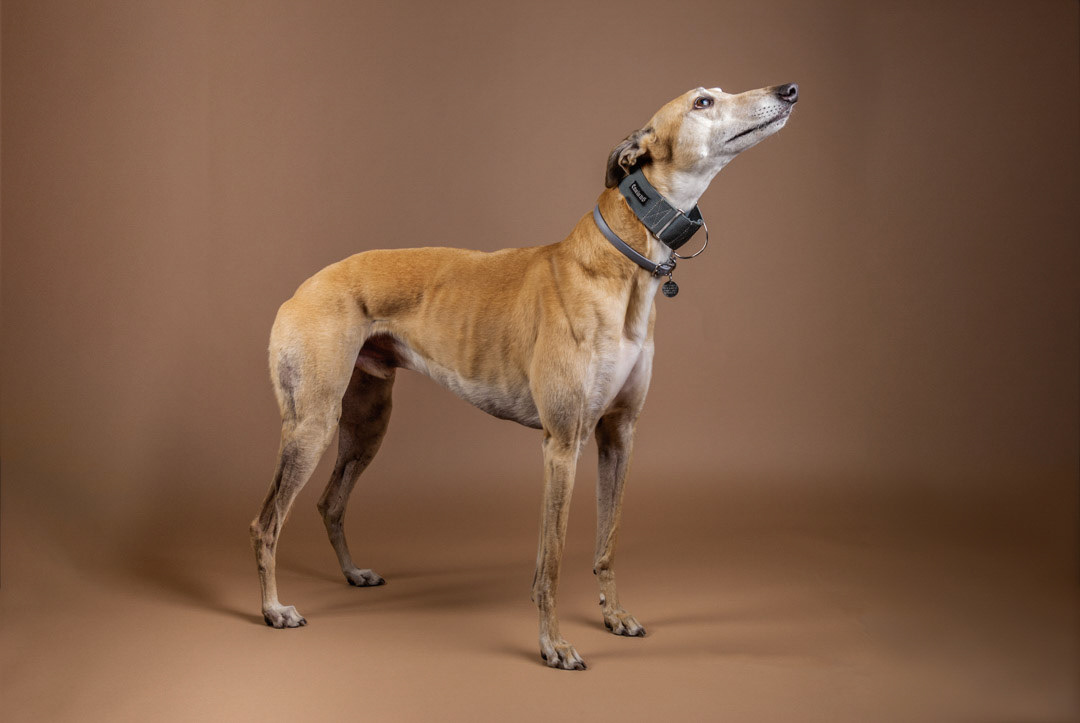 Ginnie-6