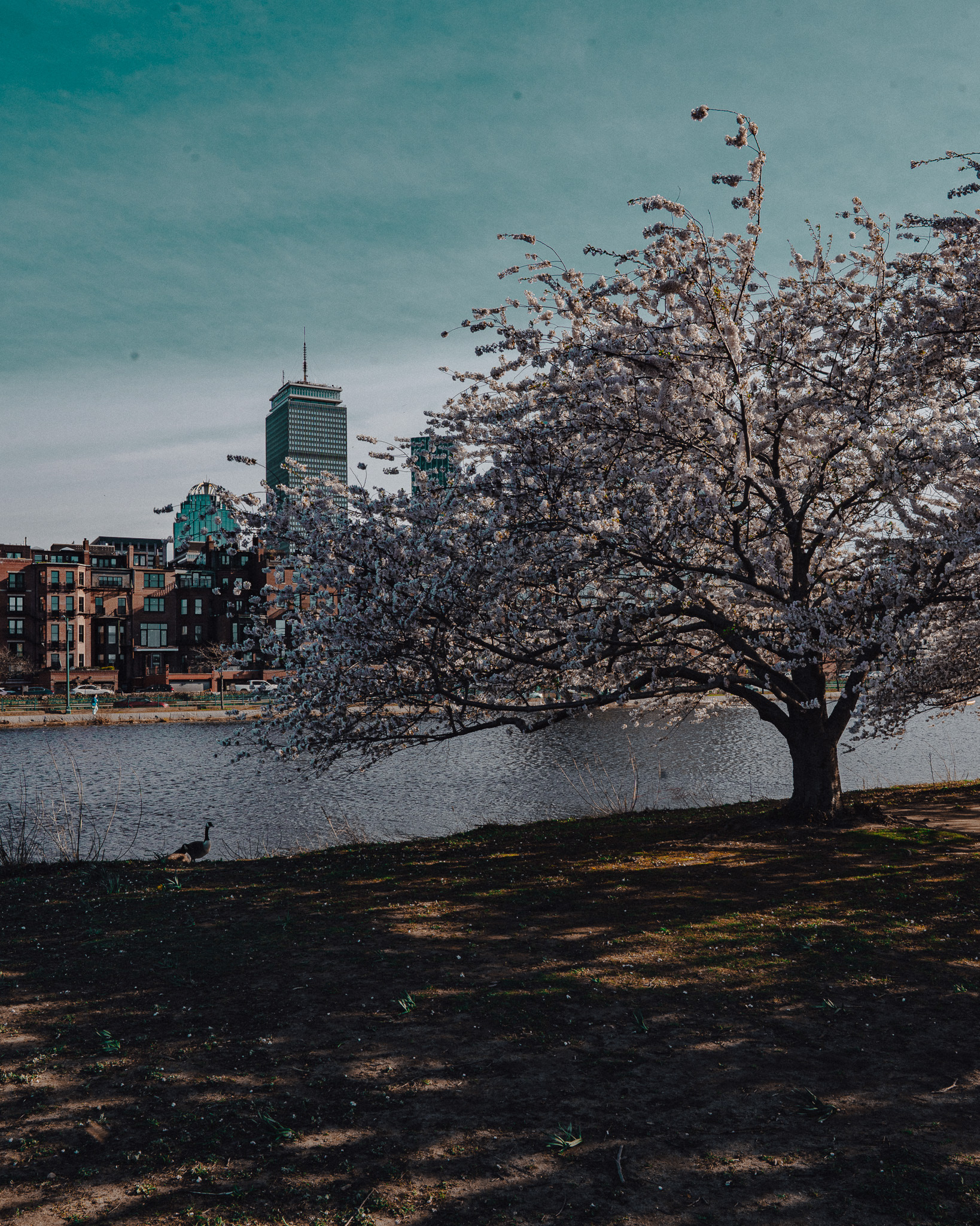 Back Bay (BOS) - 4/20