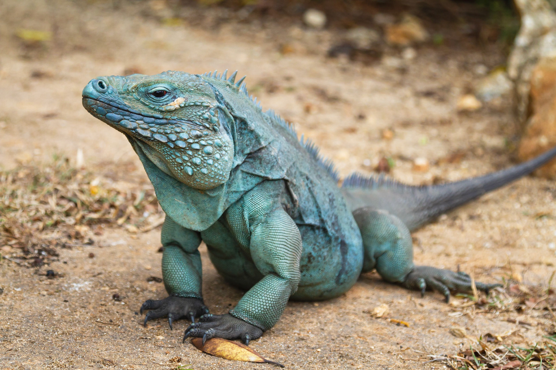 2012.04.02 Blue Iguana, Grand Cayman