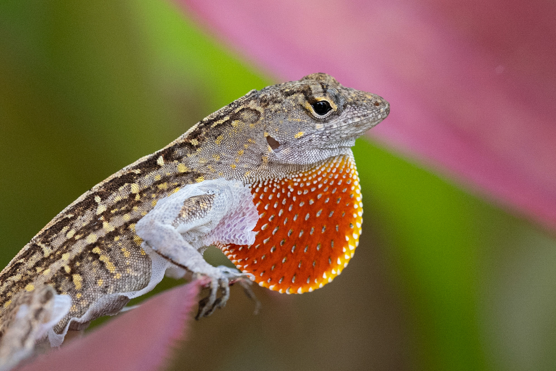 2021.06.23 Anole, Grand Cayman 2
