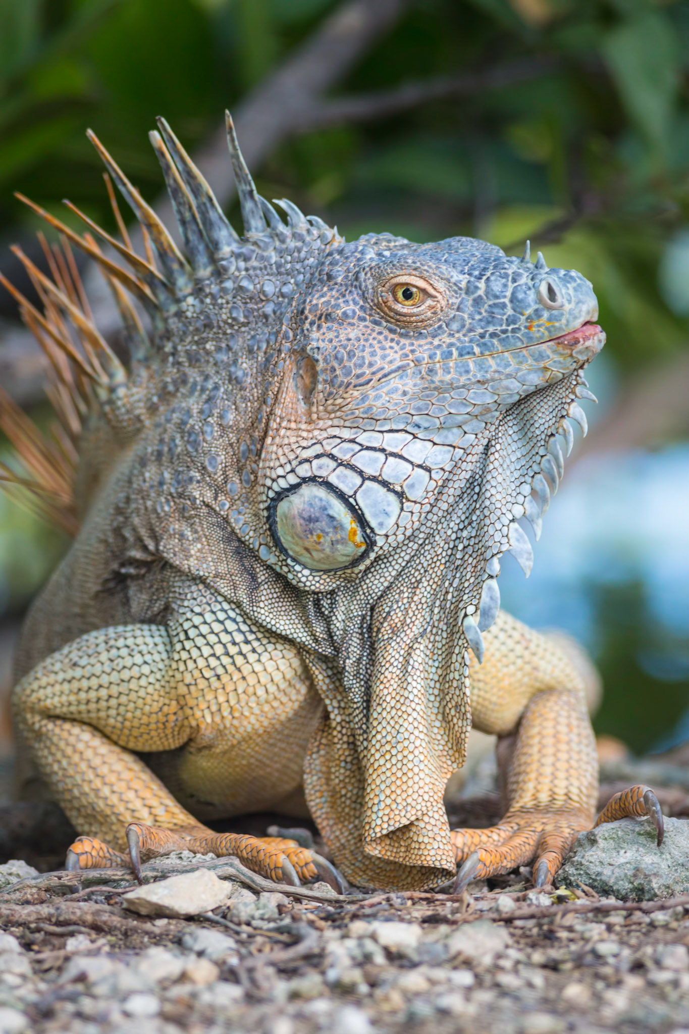 2016.03.19 Green Iguana
