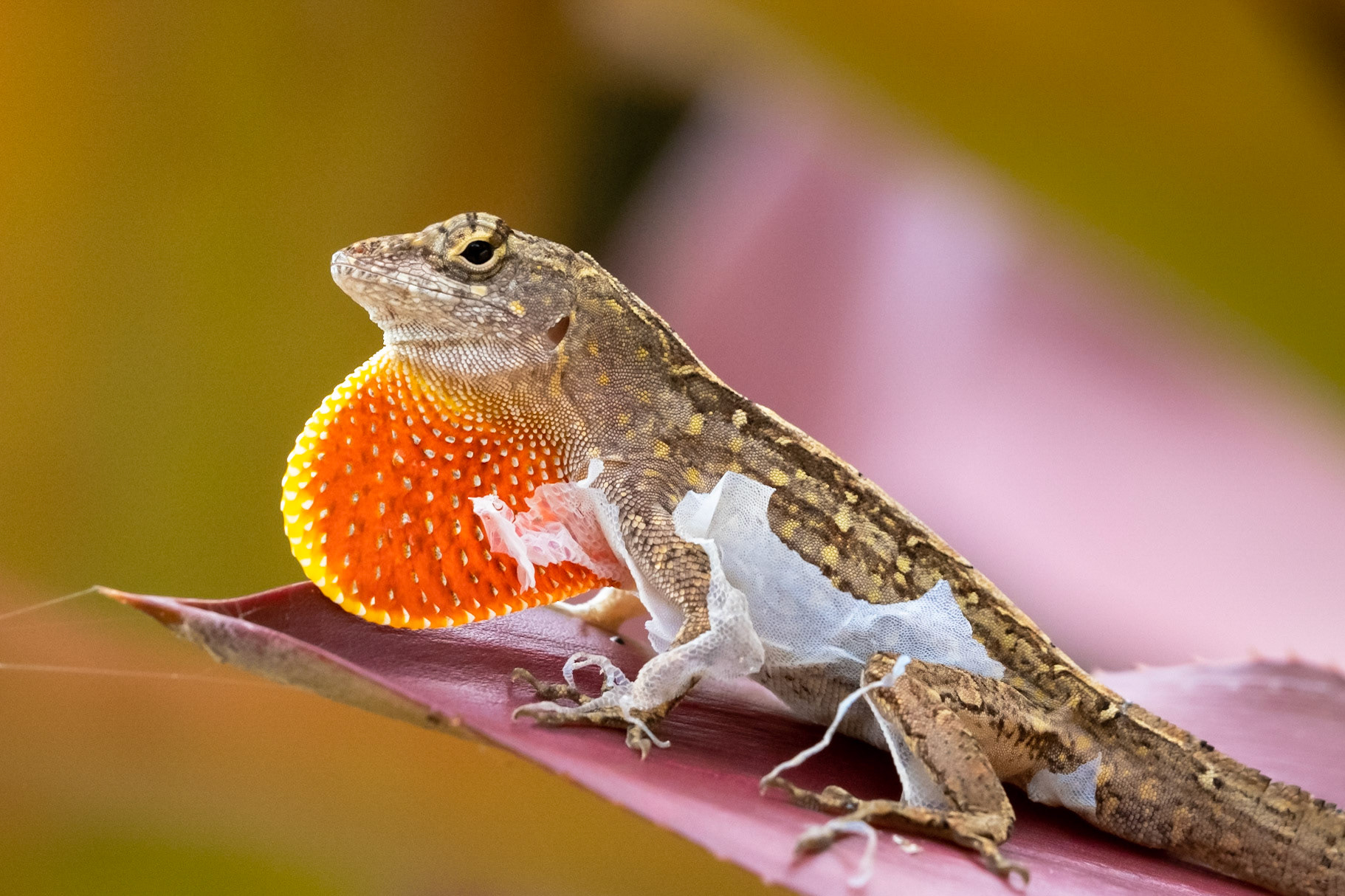 2021.06.23 Anole, Grand Cayman