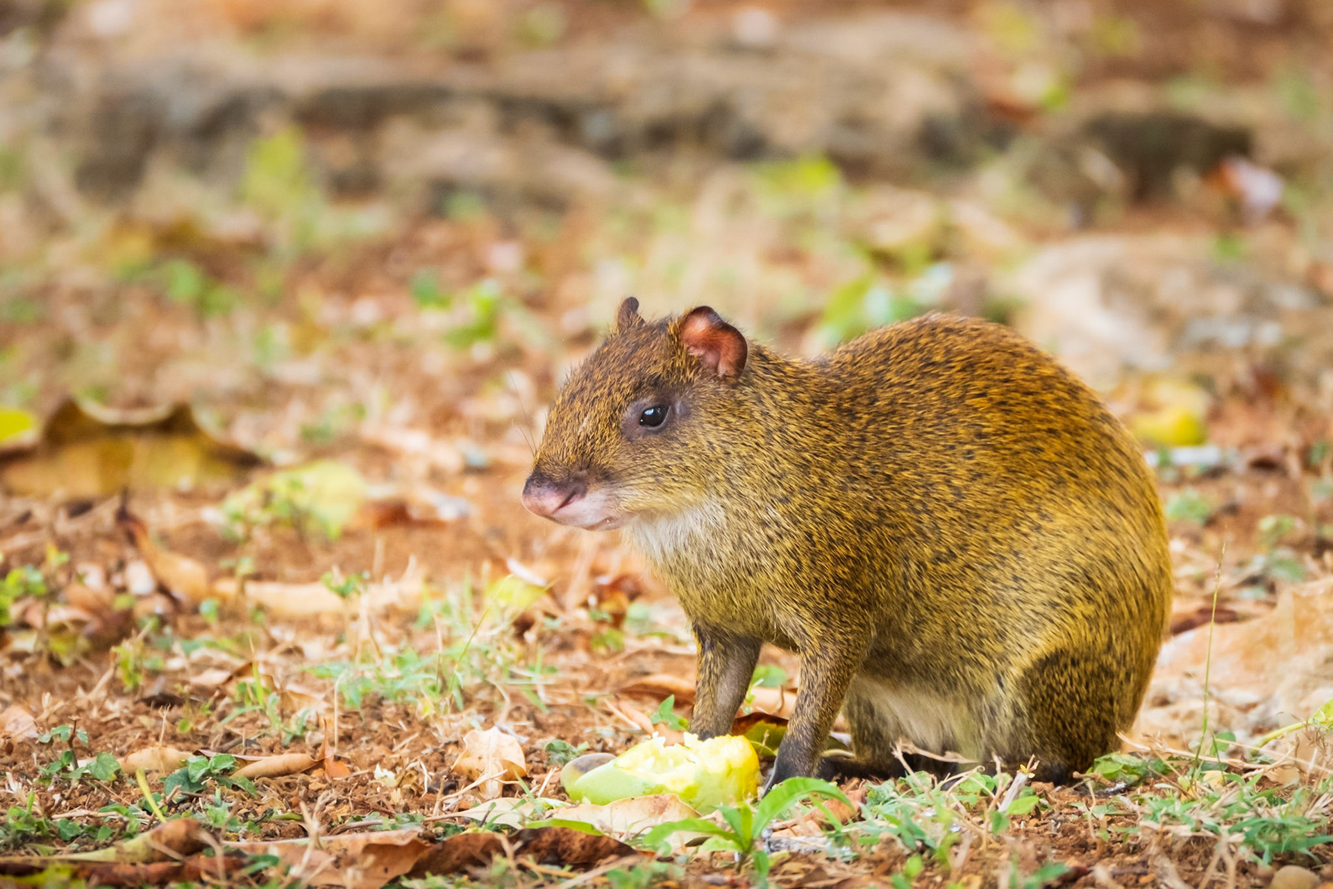 2021.04.10 Baby Agouti, Grand Cayman