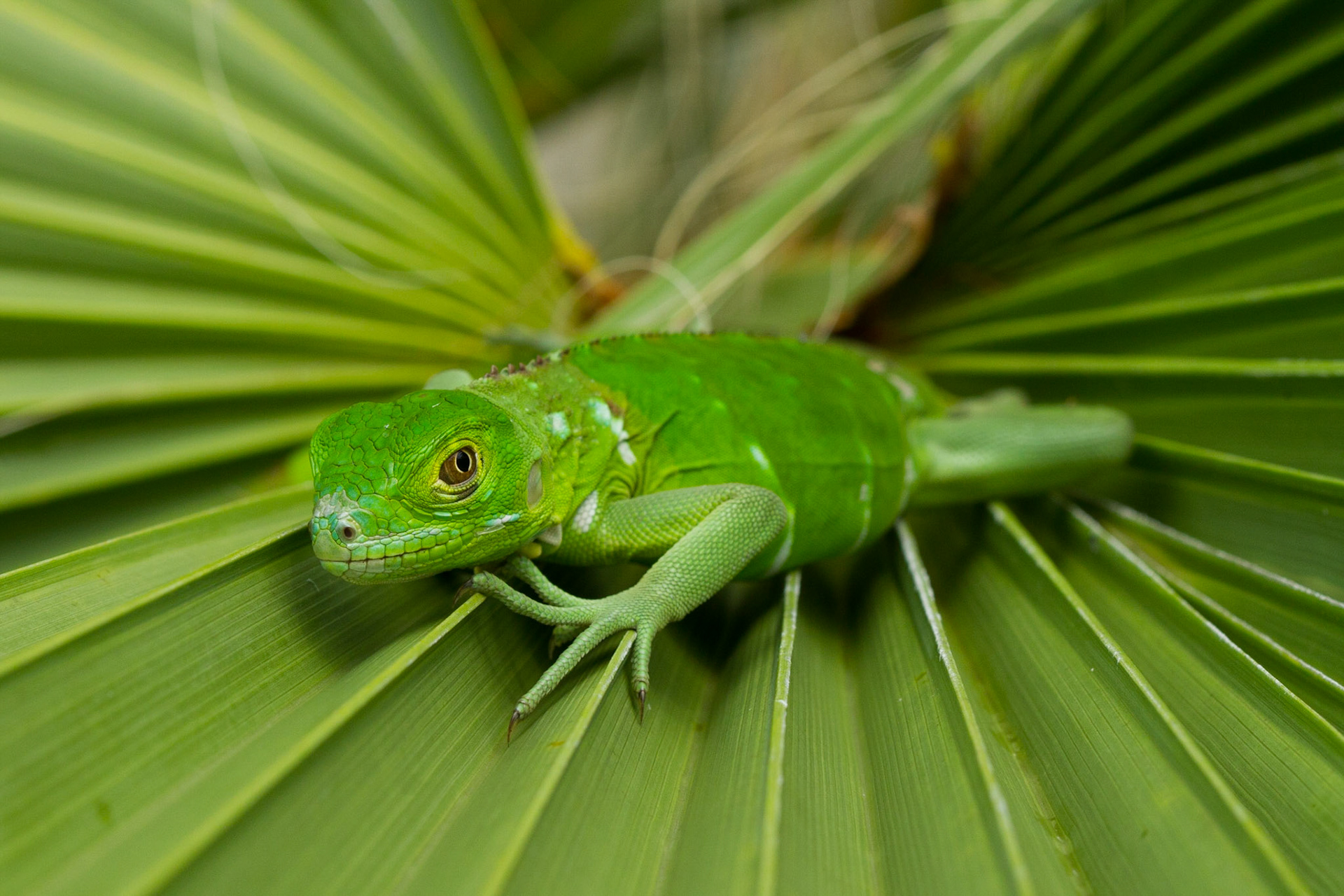 2014.09.25 Green Iguana, Grand Cayman