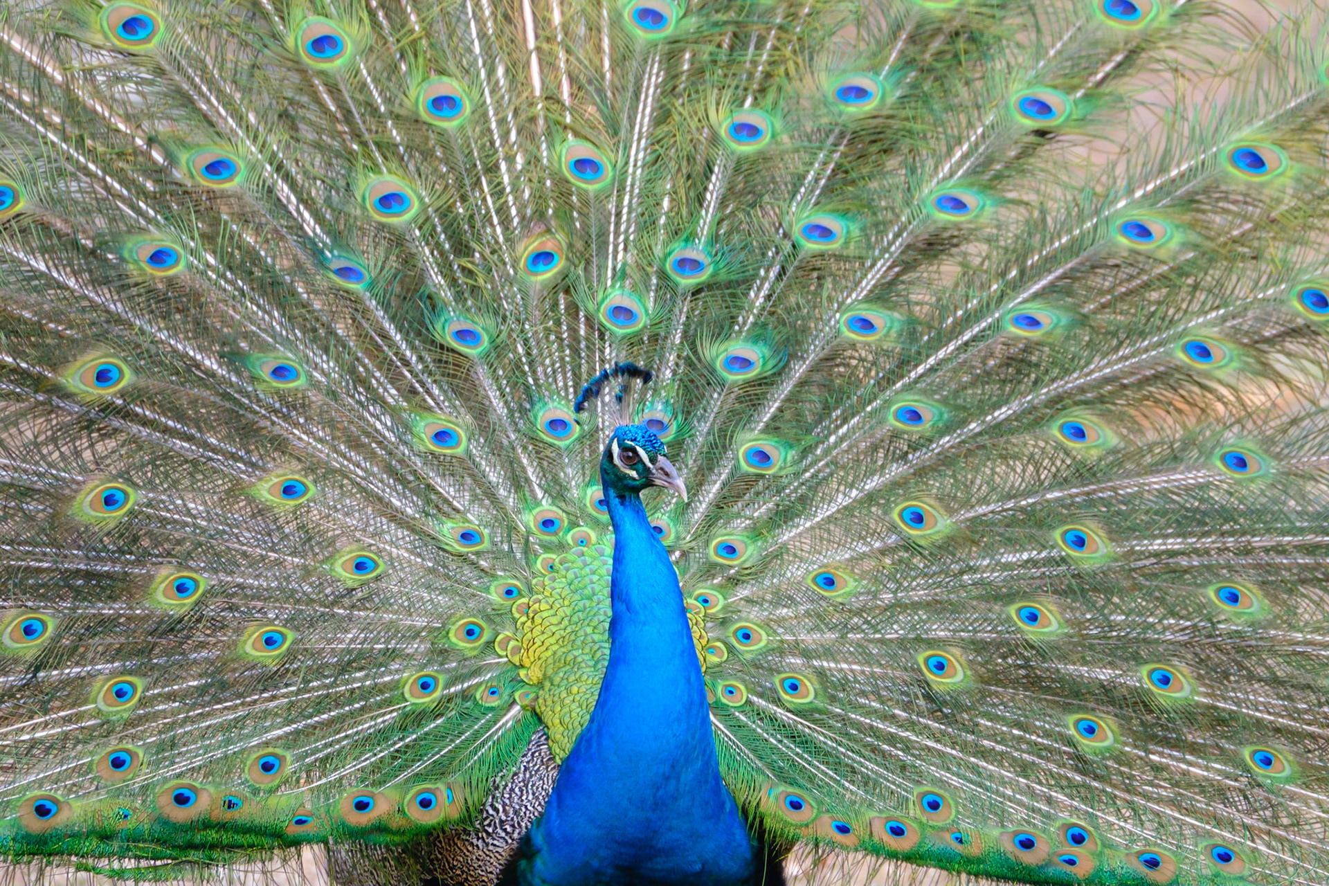 2021.04.10 Peacock, Grand Cayman