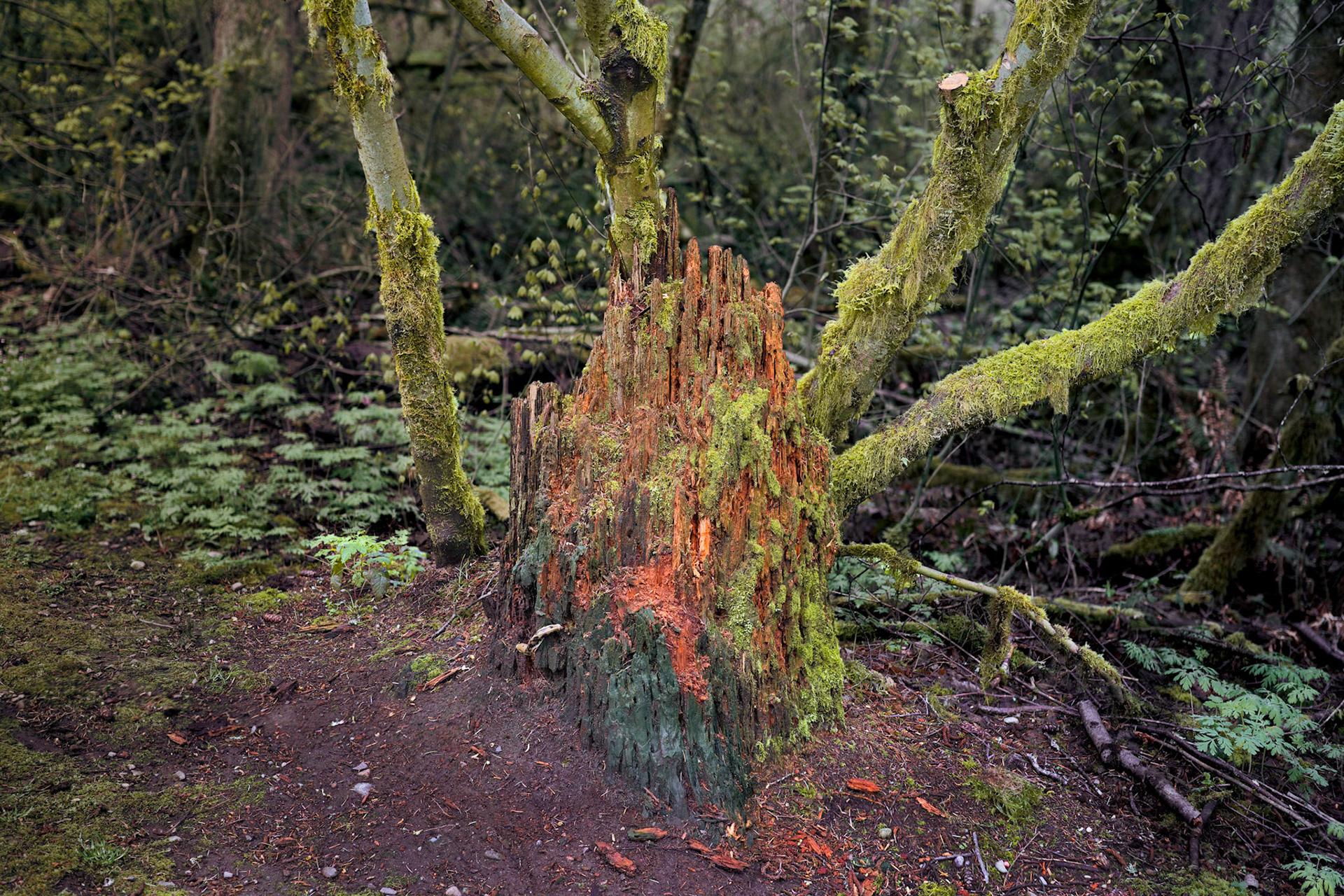 Mill Creek Nature Preserve April, 2020