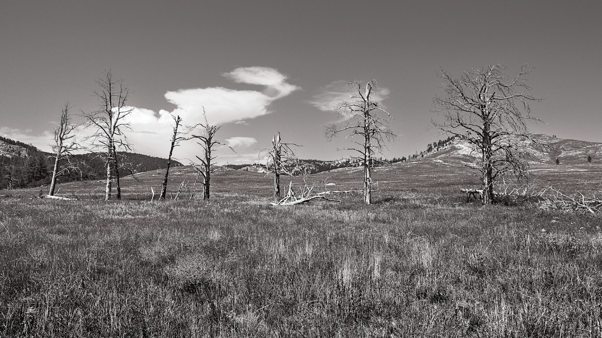 Custer S.P., S.Dakota, July 2021