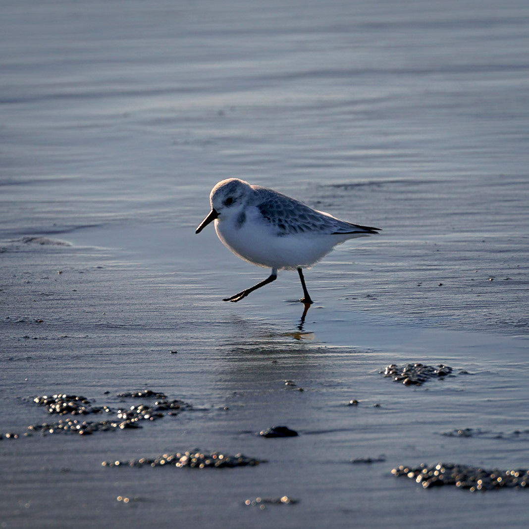 Sanderling, KlipsanBeach Nov2022