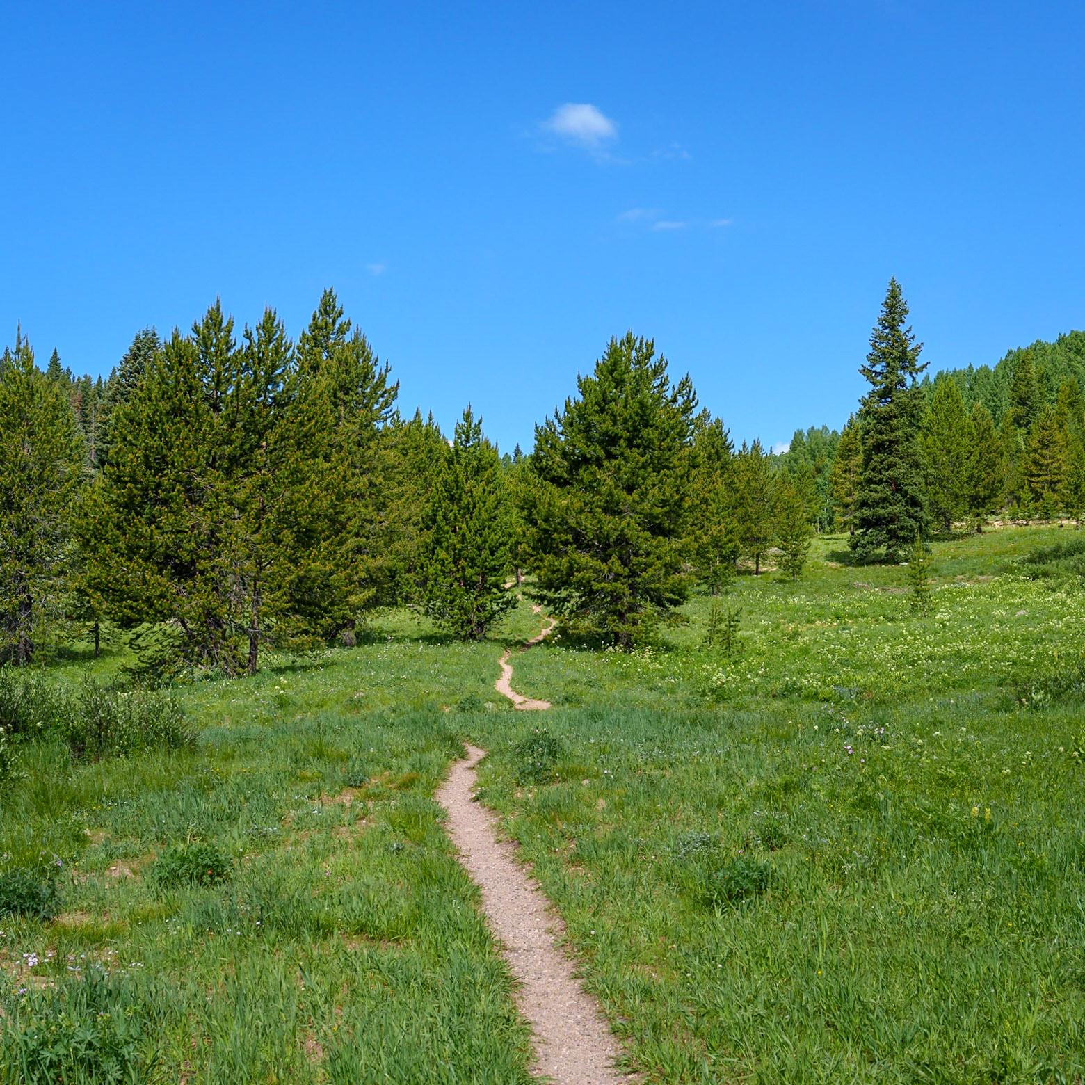 Rabbit Ears Pass, Colorado July 2023