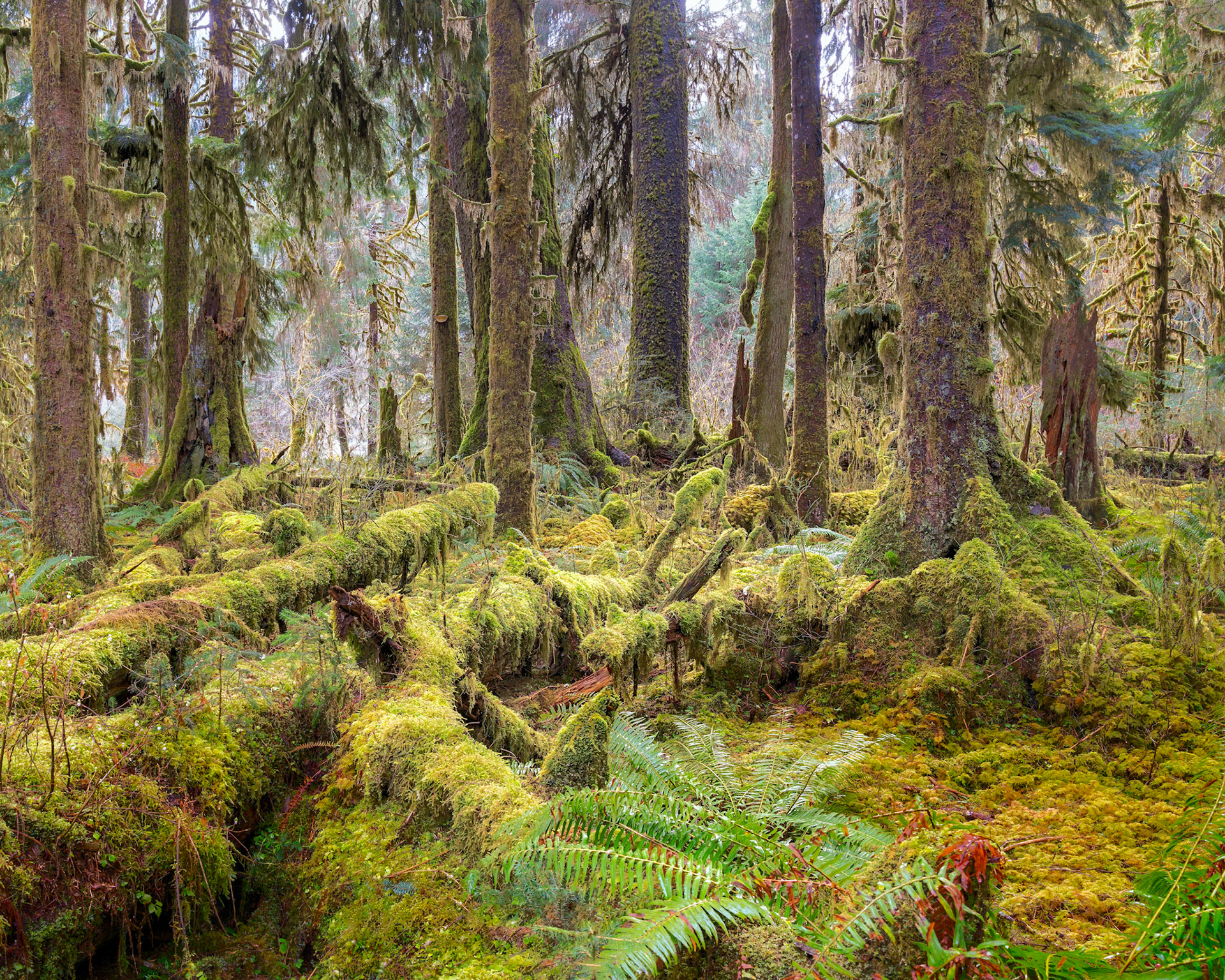 Hoh Rainforest, OlympicNP, March2022