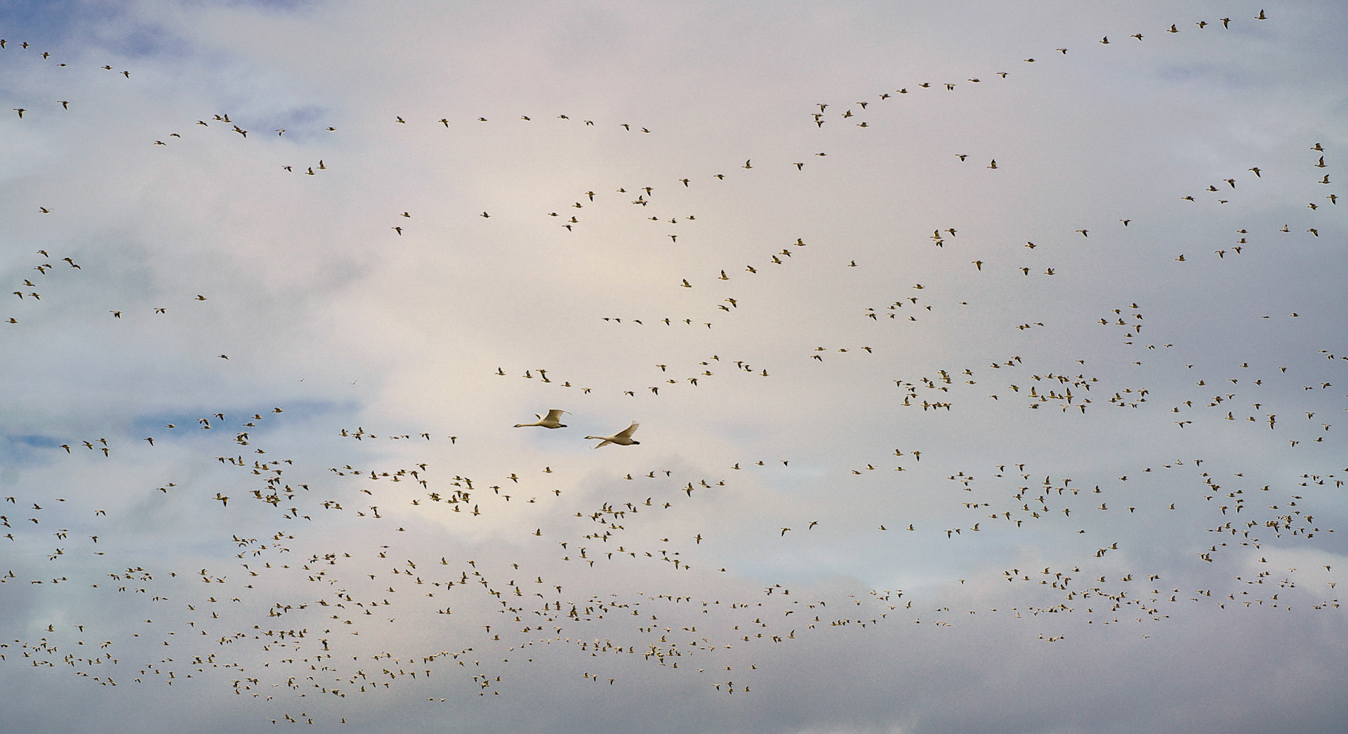 Trumpeter Swans, Skagit Flats, Feb 2020