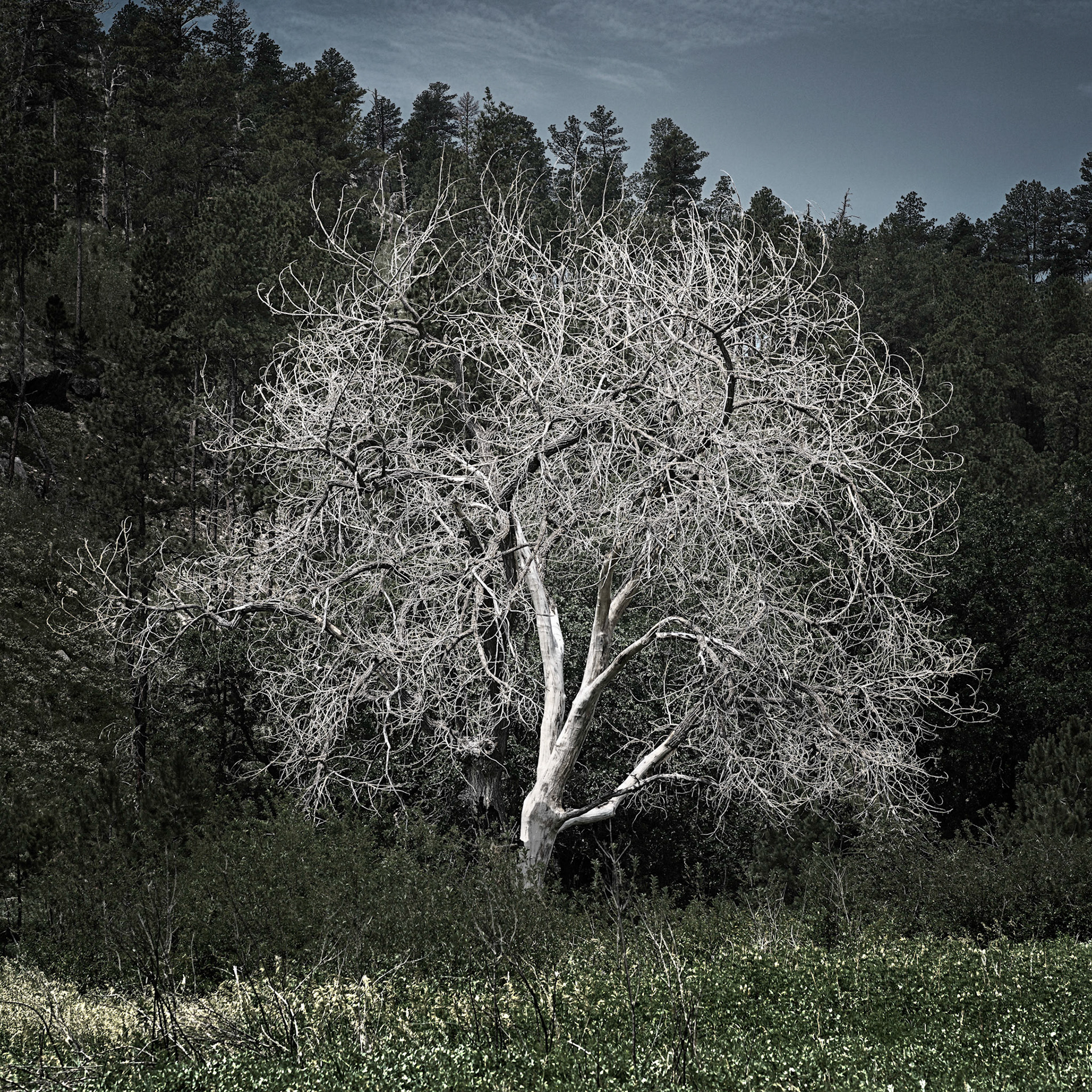 Custer S.P., S.Dakota, July 2021