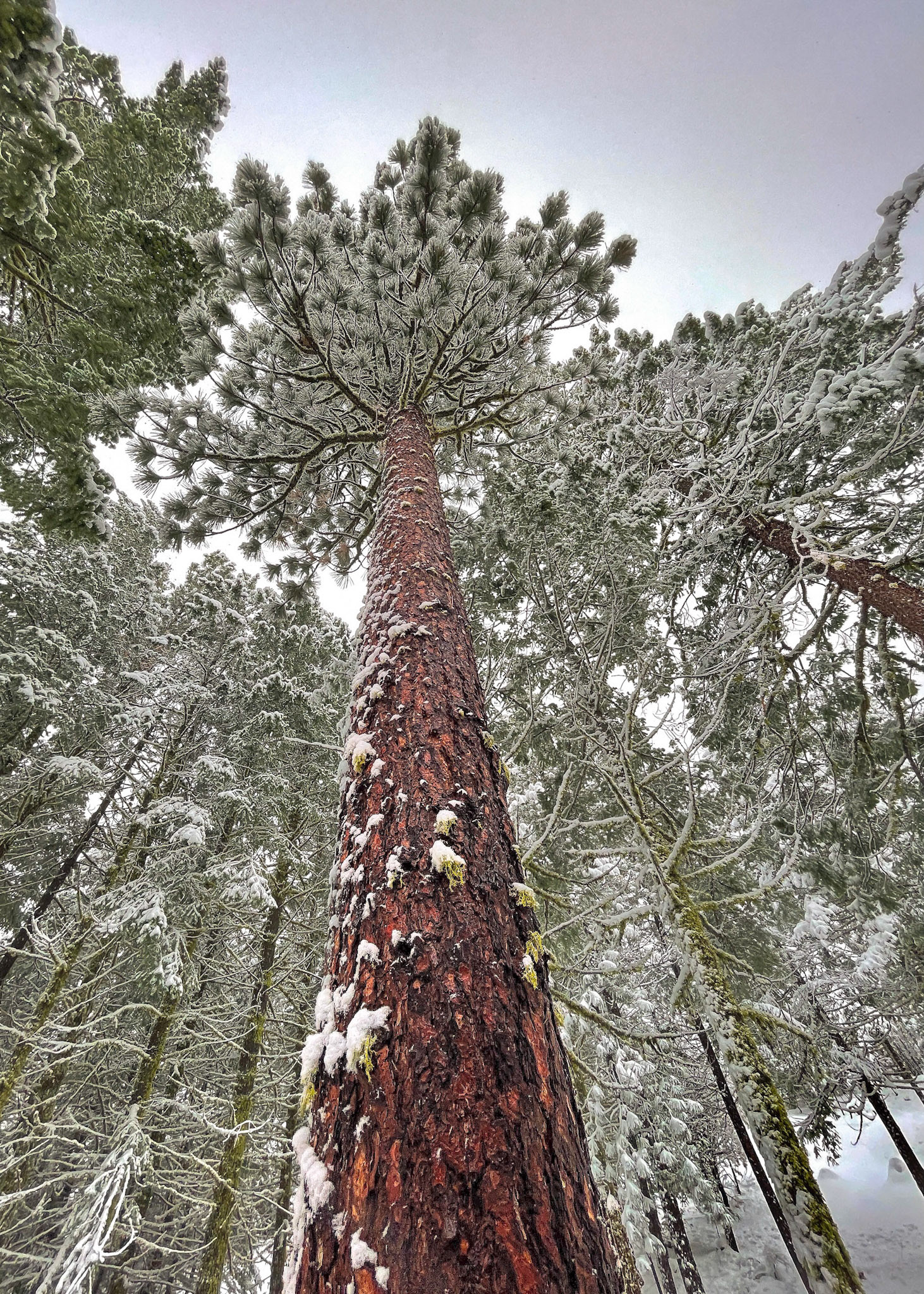 From Behind Yurt, Nov 2020