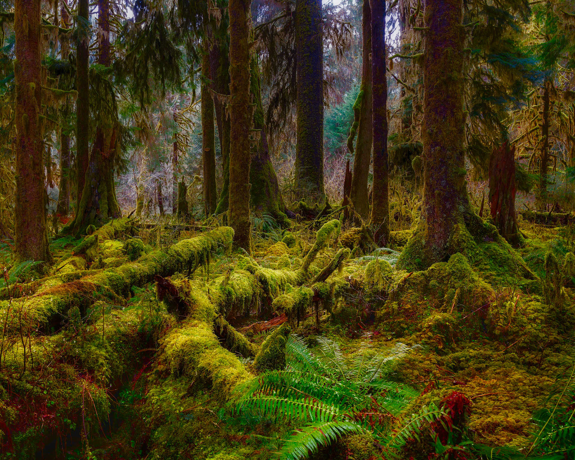 Hoh Rainforest, OlympicNP, March2022