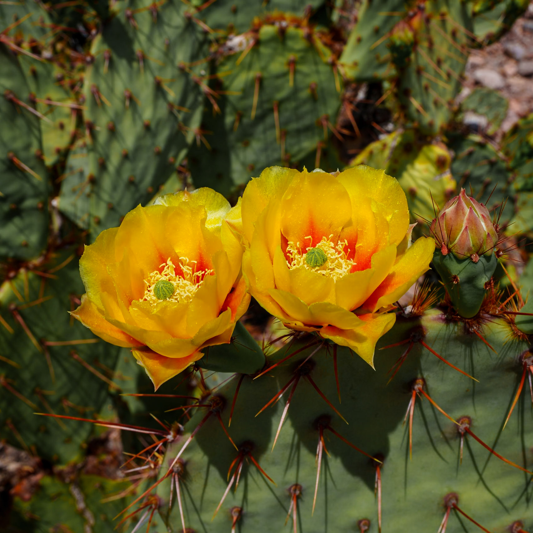 Prickly Pear blooms, Big Bend