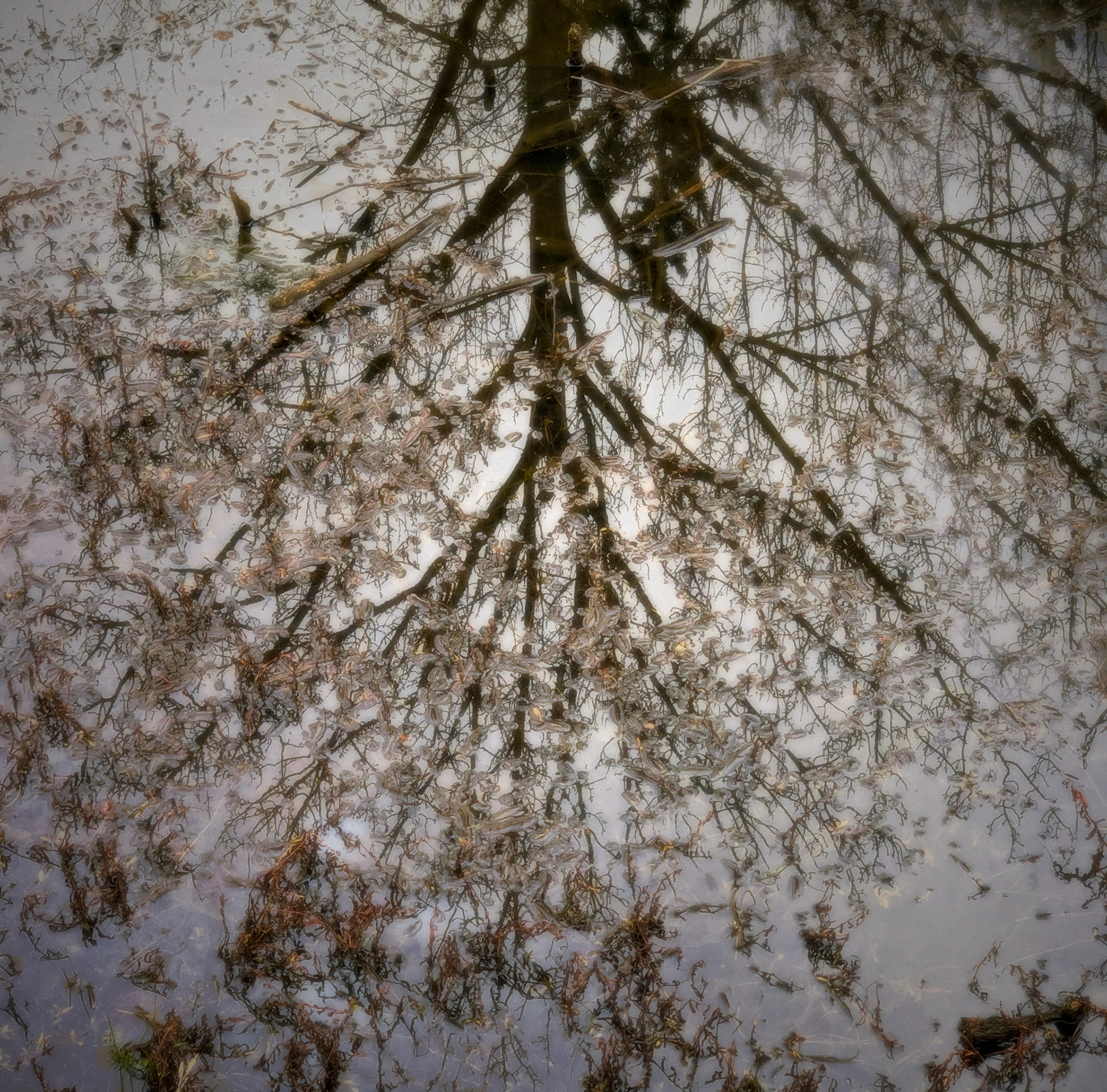 Covid-19 Walk, Mill Creek, March 2020