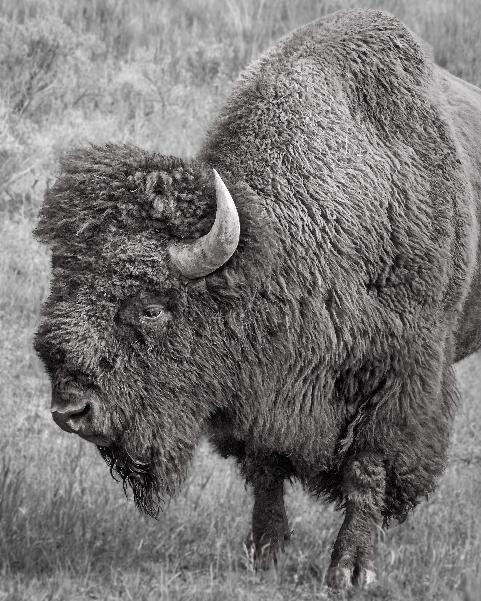 Yellowstone, Sep 2024