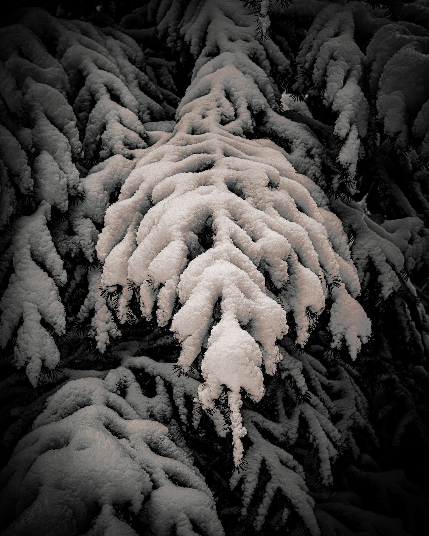 Roundezvous Flora, Jan 2020 (PrintedSmall)