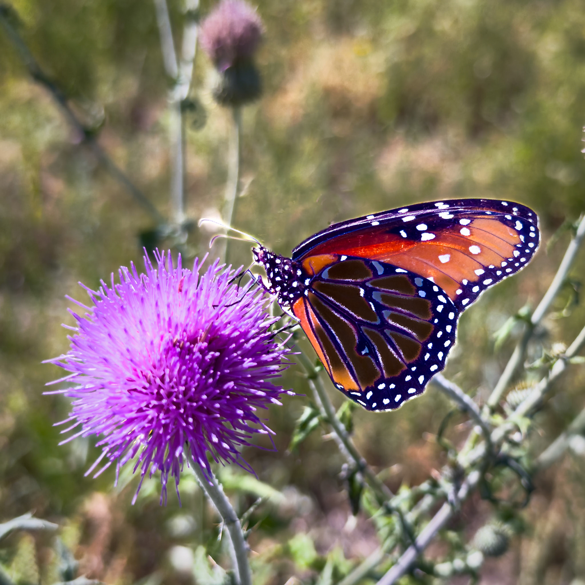 Along the Road to Big Bend