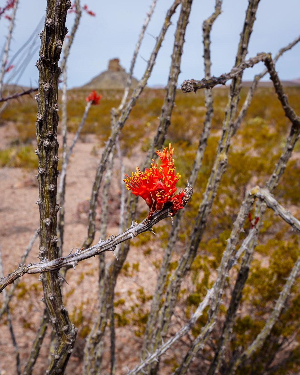 Ocotillo bloom, Big Bend