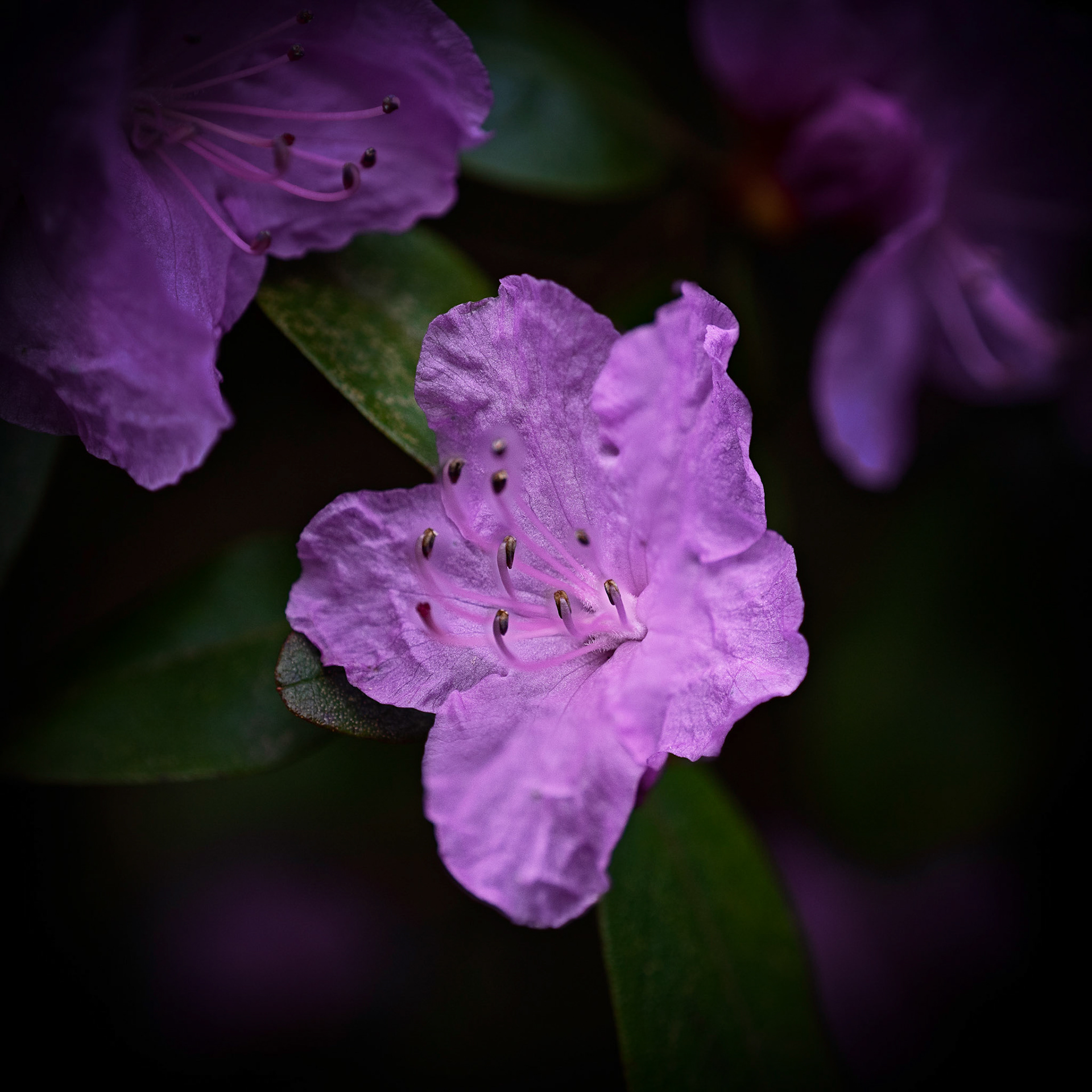 Backyard, Mill Creek, April 2020