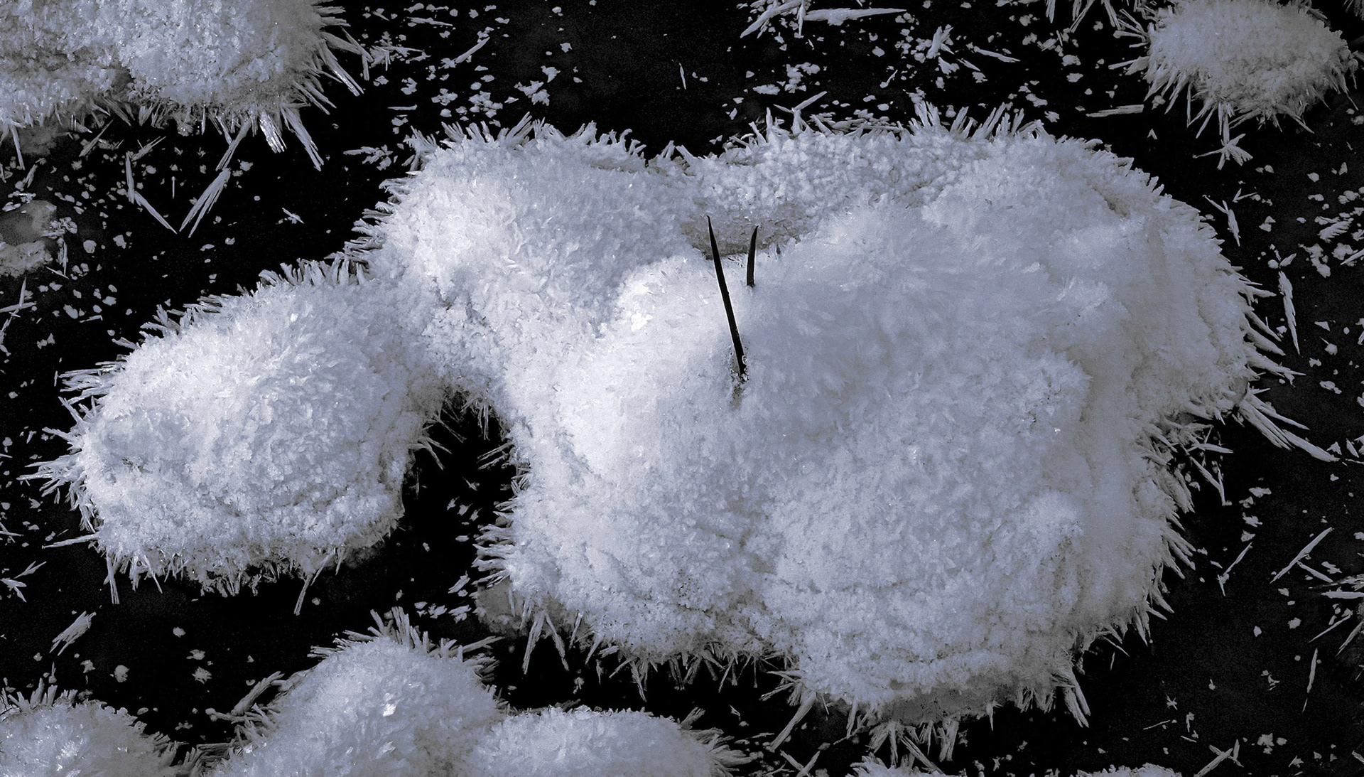 Springtree Pond, 2/2019