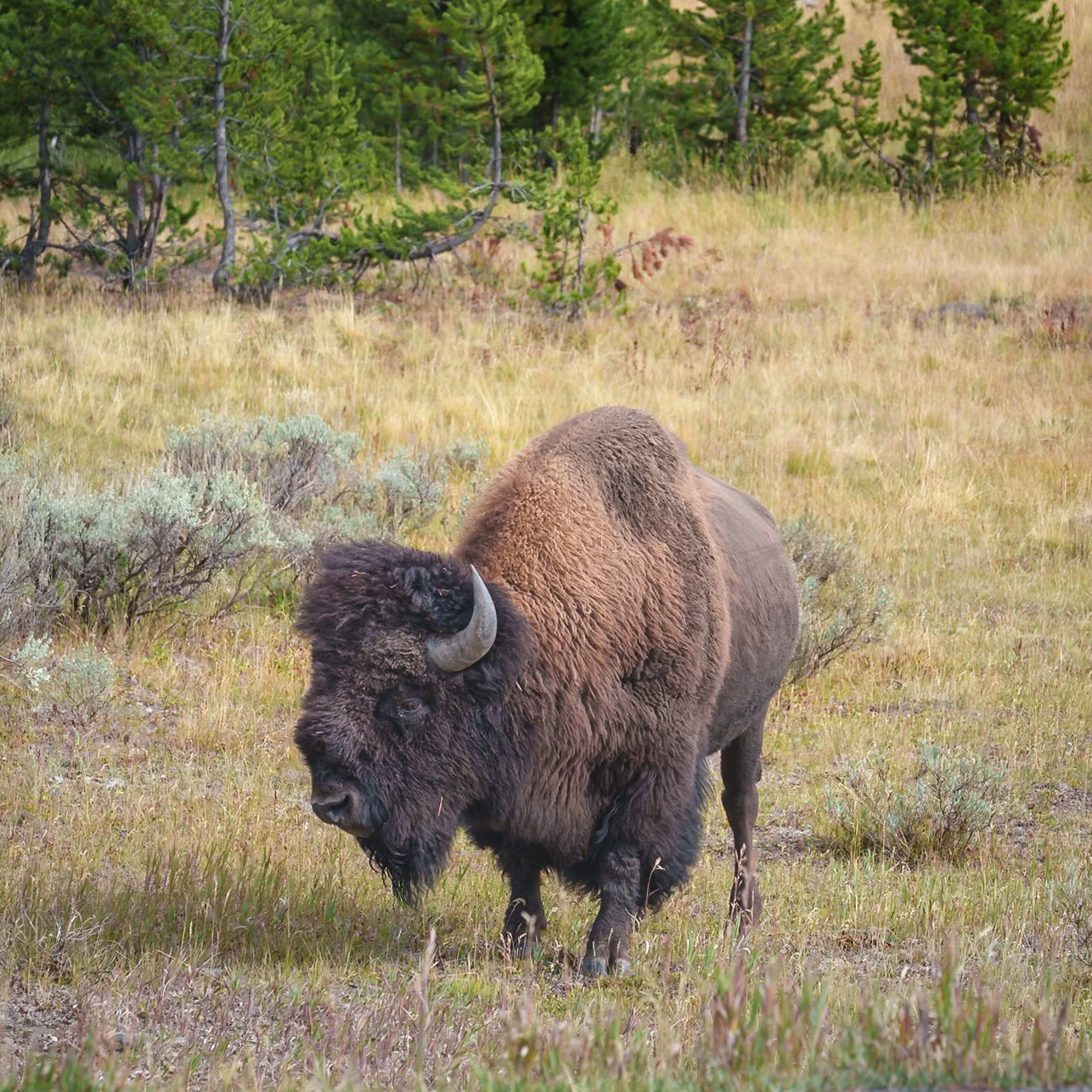 Yellowstone, Sep 2024