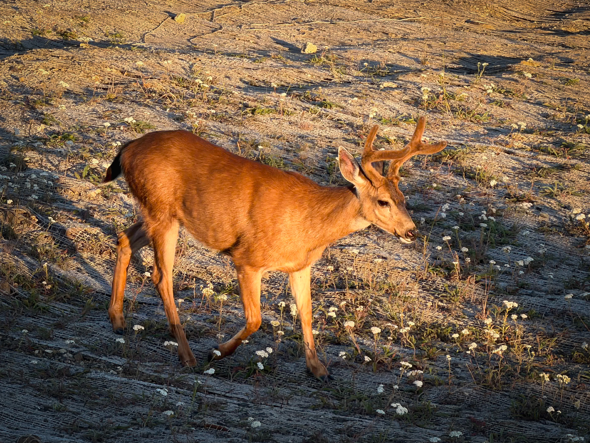 Velvet, HurricaneRidge OlyNP Aug2026