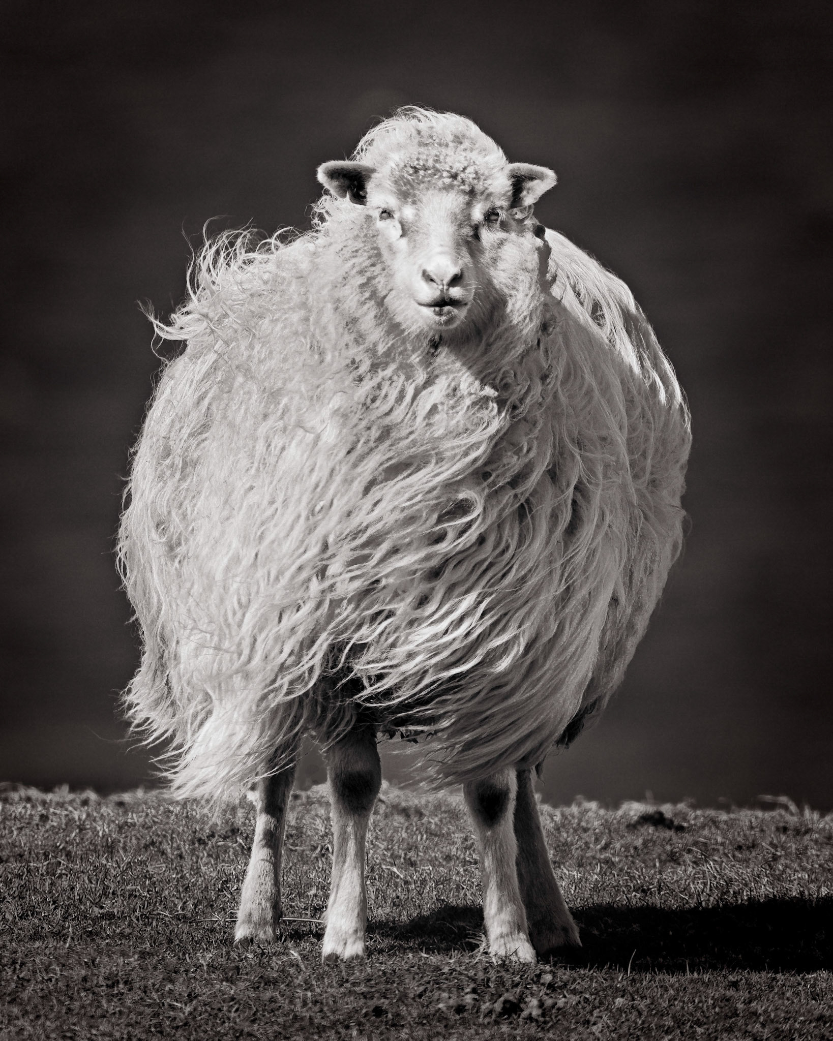 FaroeseSheep, Sandoy, FaroeIslands April2022