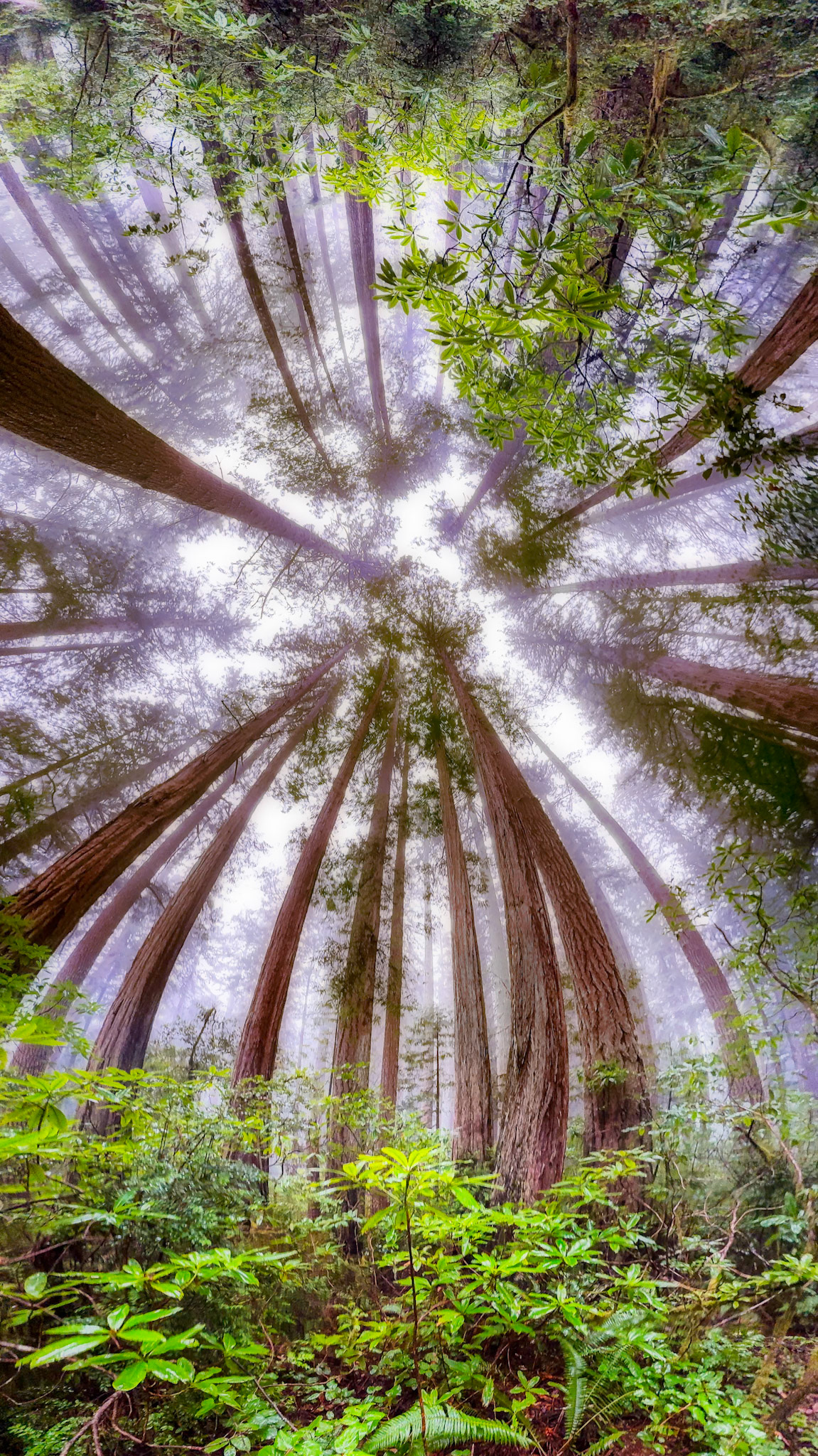 Redwoods April 2025